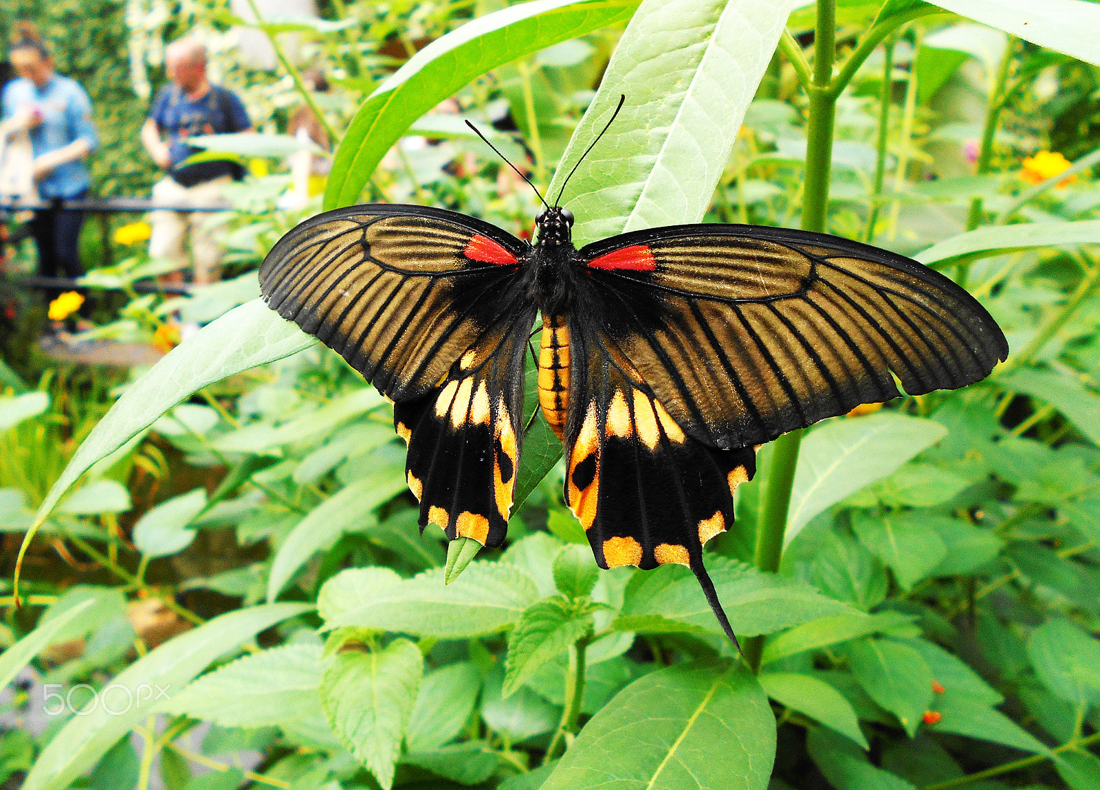 Nikon COOLPIX S2800 sample photo. Butterfly photography