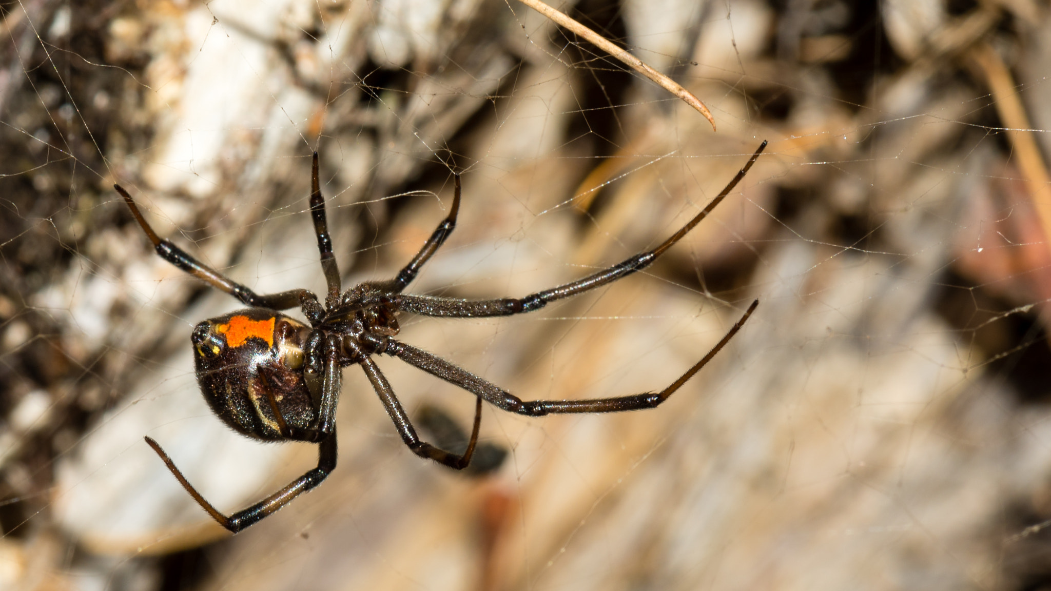 False Button/Widow Spider