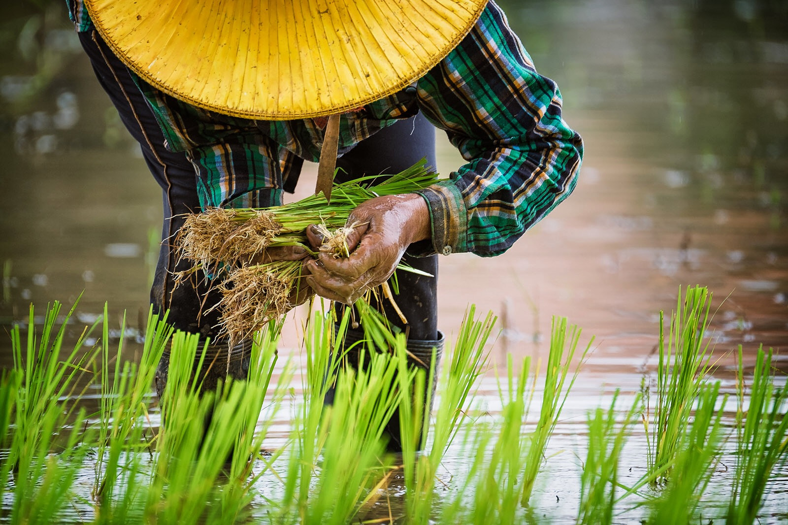 Fujifilm X-T10 + Fujifilm XF 100-400mm F4.5-5.6 R LM OIS WR sample photo. Hand planting rice in nakhon nayok, thailand, aug 05, 2016. photography