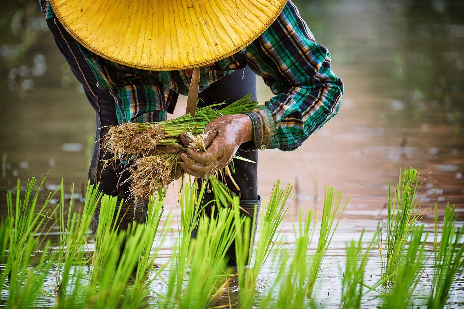Fujifilm XF 100-400mm F4.5-5.6 R LM OIS WR sample photo. Hand planting rice in nakhon nayok, thailand, aug 05, 2016. photography