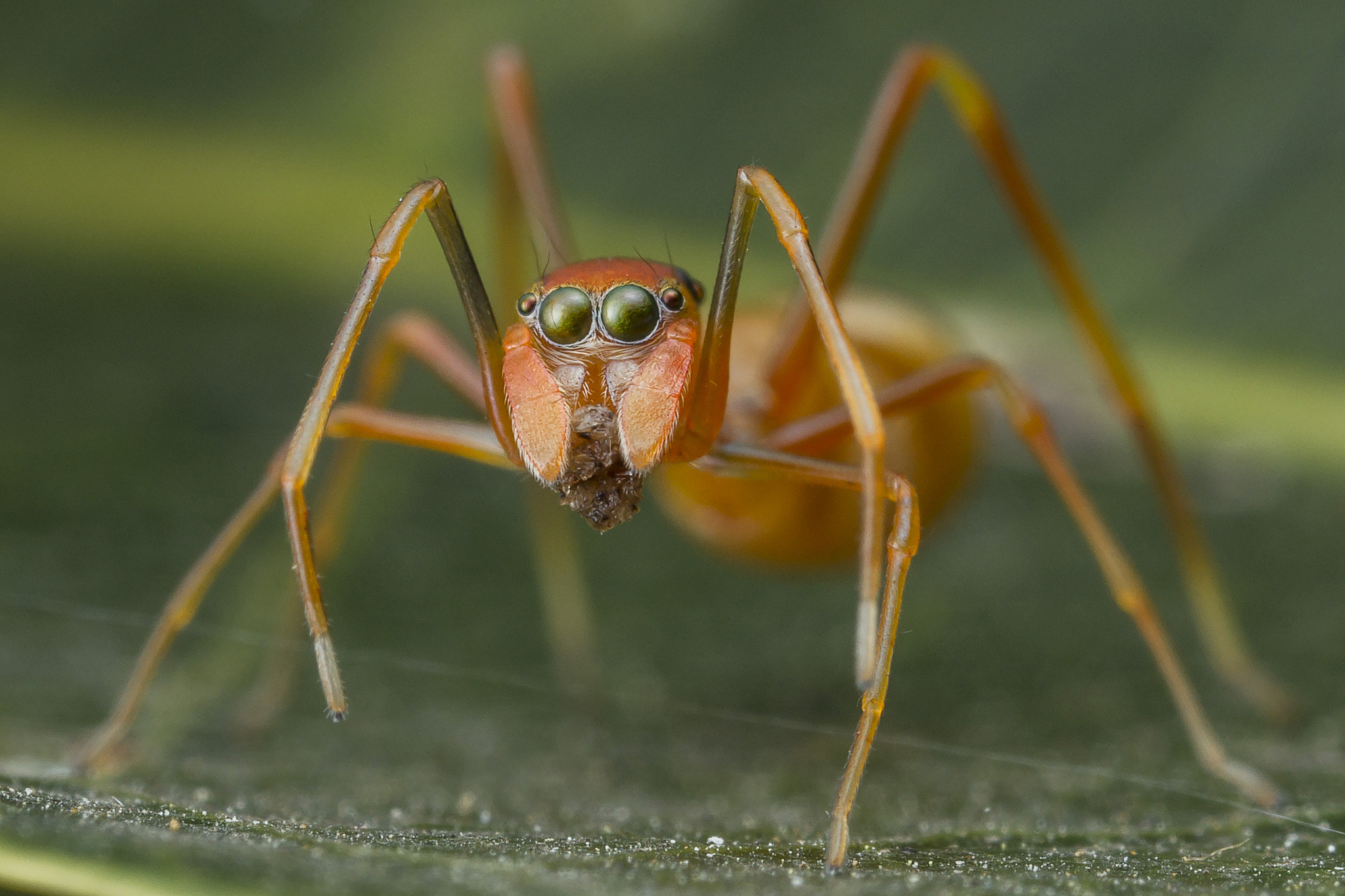 Canon MP-E 65mm F2.5 1-5x Macro Photo sample photo. Ant mimic spider photography