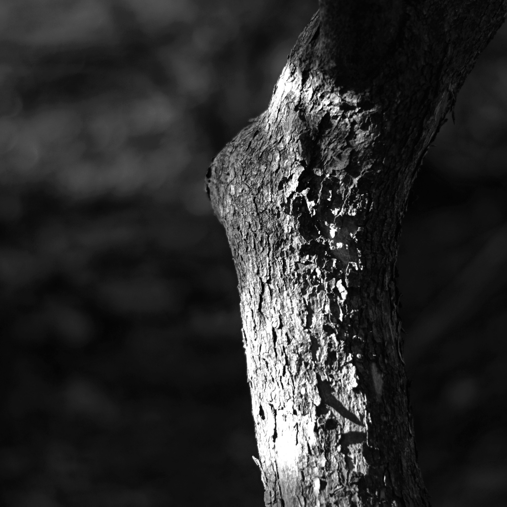 Sony ILCA-77M2 + Sony DT 50mm F1.8 SAM sample photo. Px photography