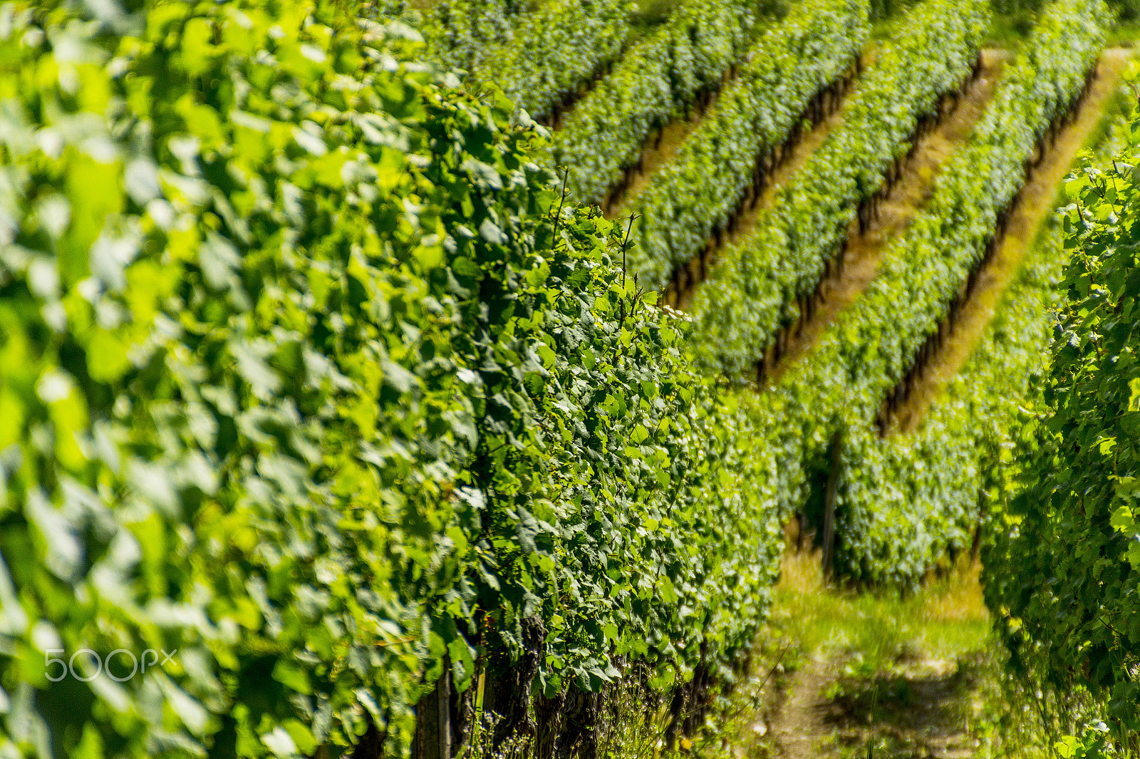 Sony SLT-A58 + DT 18-270mm F3.5-6.3 SSM sample photo. Vineyard. photography