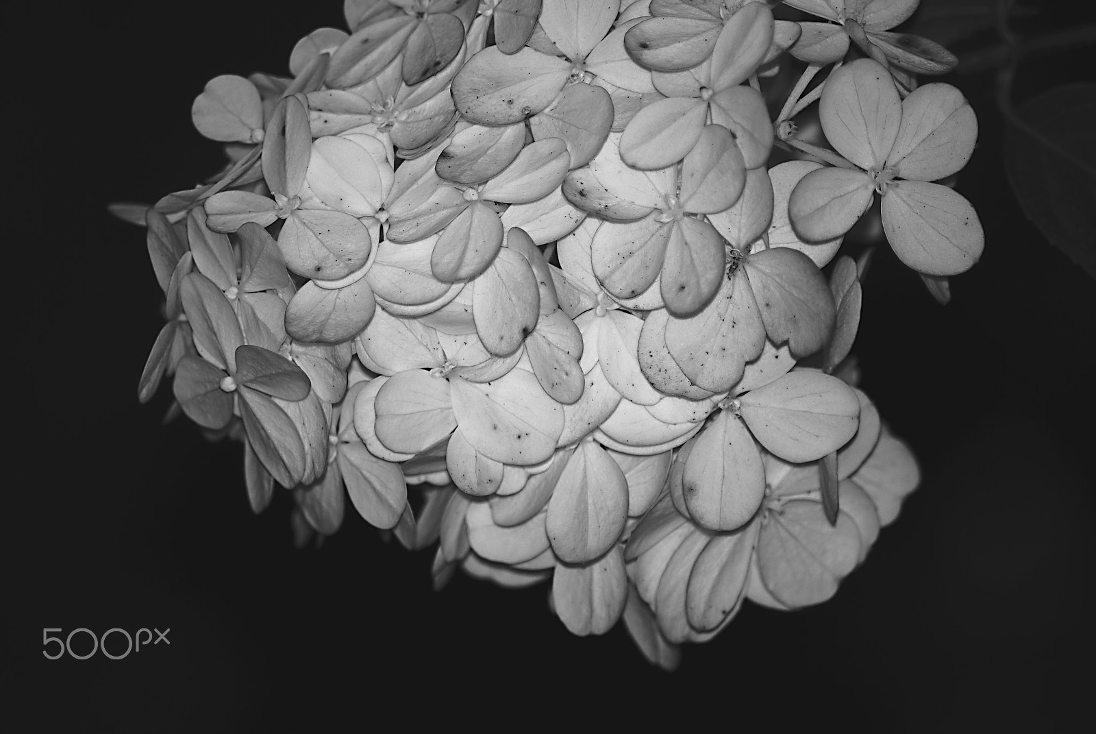 Nikon D3000 sample photo