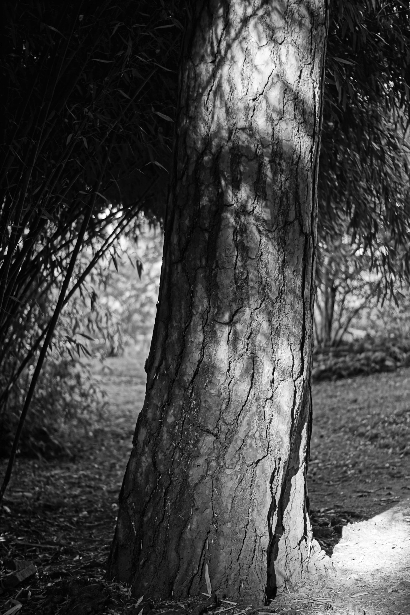 Sony ILCA-77M2 + Sony DT 50mm F1.8 SAM sample photo. Px photography