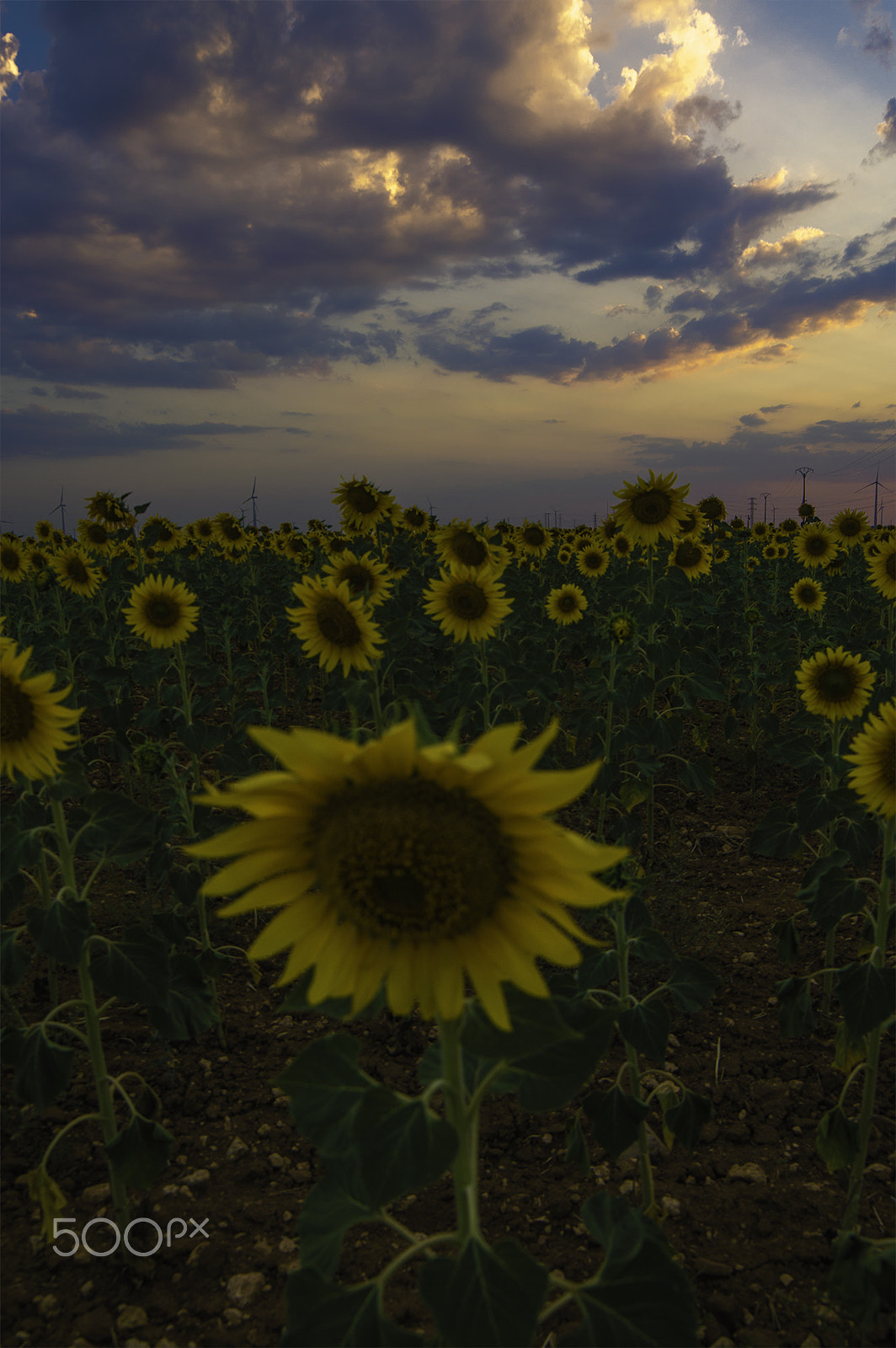 Samyang 14mm F2.8 ED AS IF UMC sample photo. Sunflowers at sunset photography