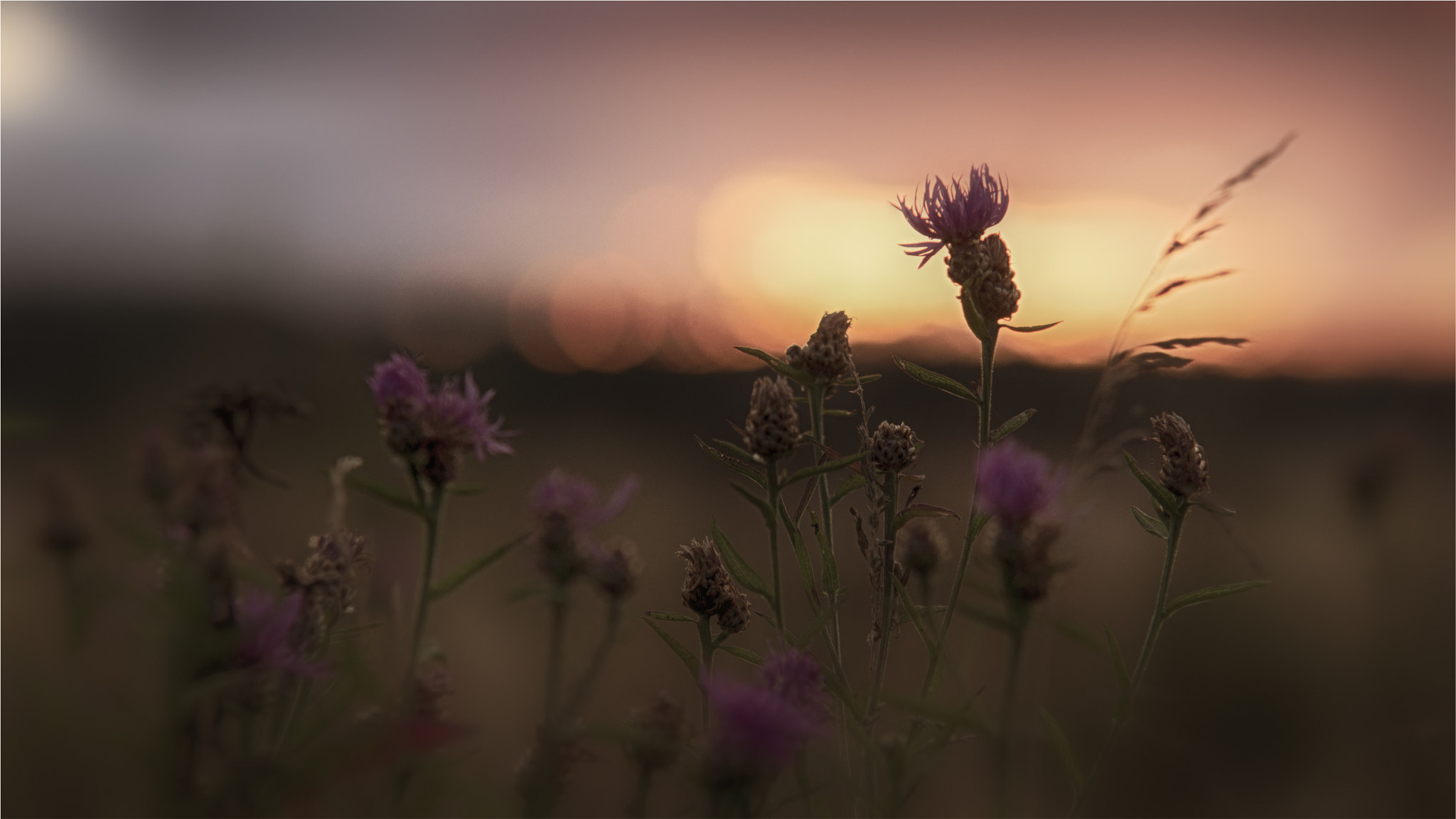 Sigma 50-150mm F2.8 EX APO DC HSM II sample photo. Noon flower photography