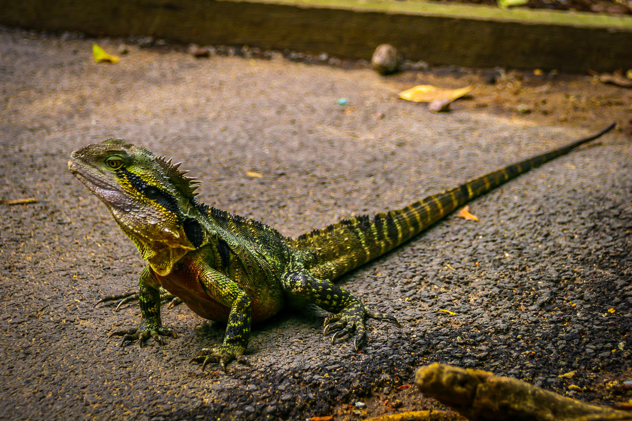 Sigma 18-250mm F3.5-6.3 DC OS HSM sample photo. On guard photography