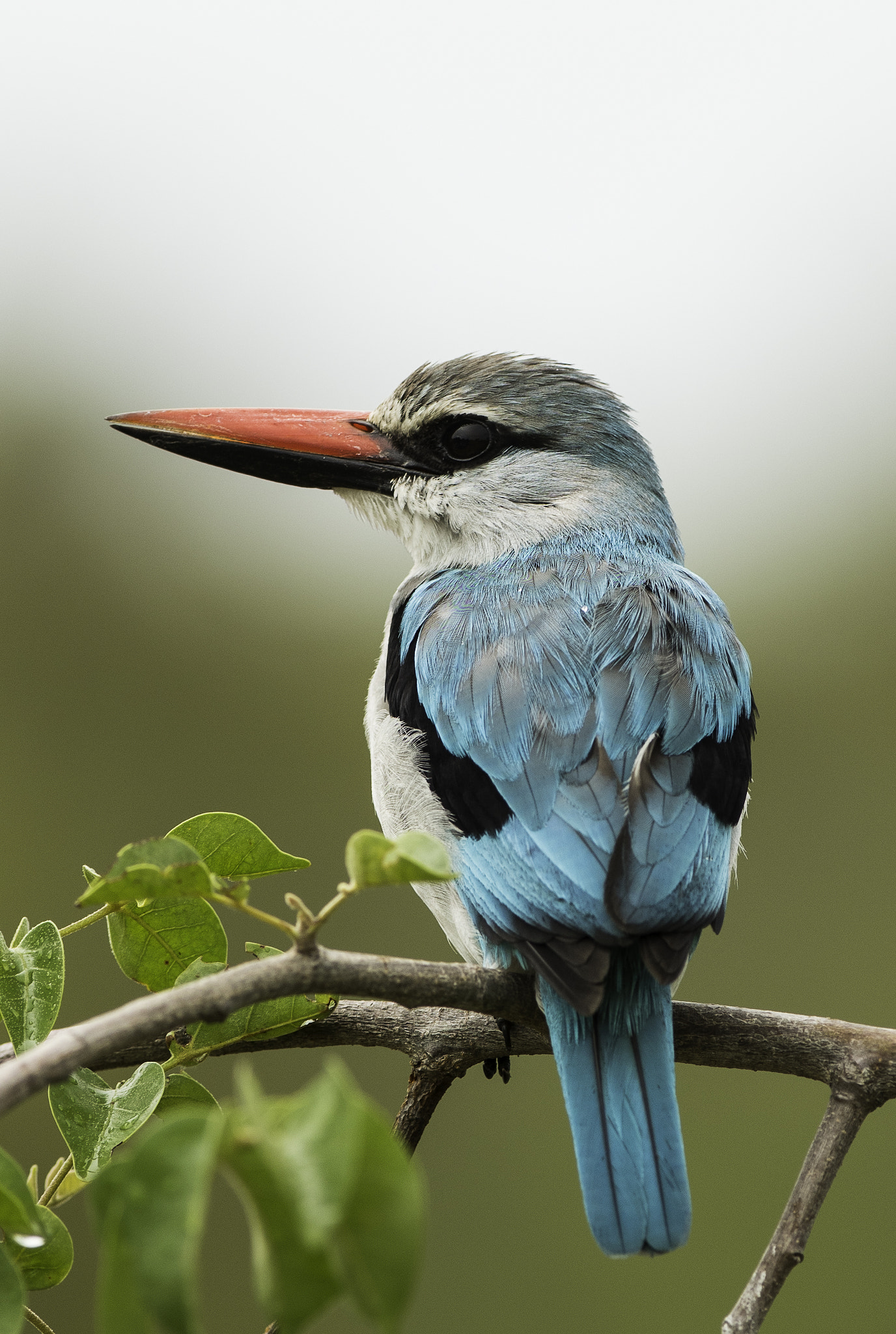 Nikon AF-S Nikkor 300mm F2.8G ED-IF VR sample photo. Kingfishers kruger national park photography