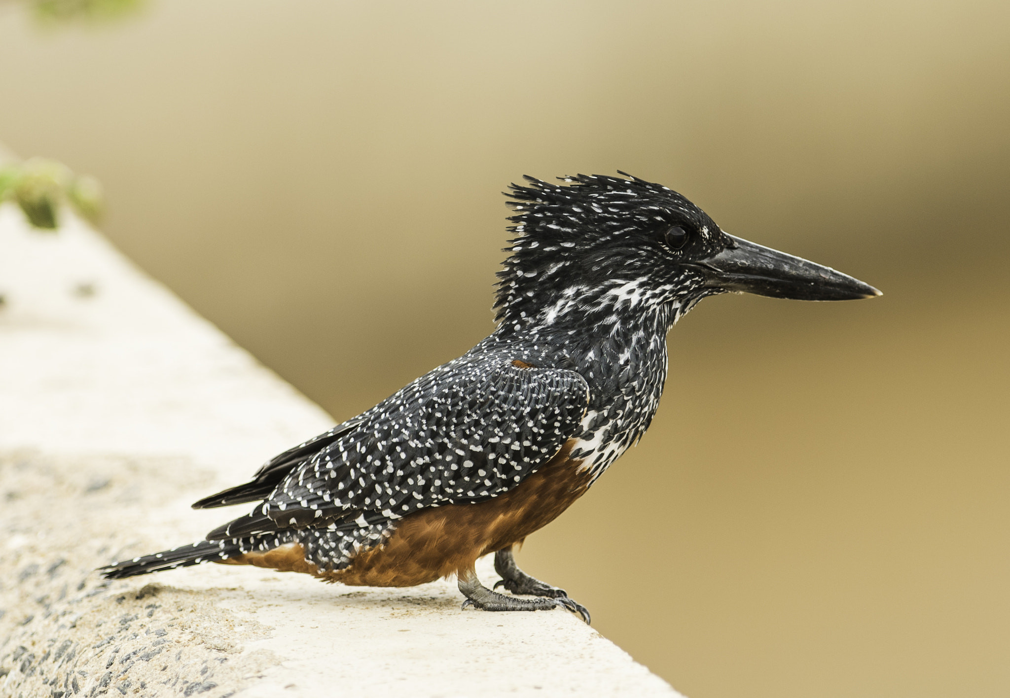 Nikon AF-S Nikkor 300mm F2.8G ED-IF VR sample photo. Kingfishers kruger national park photography