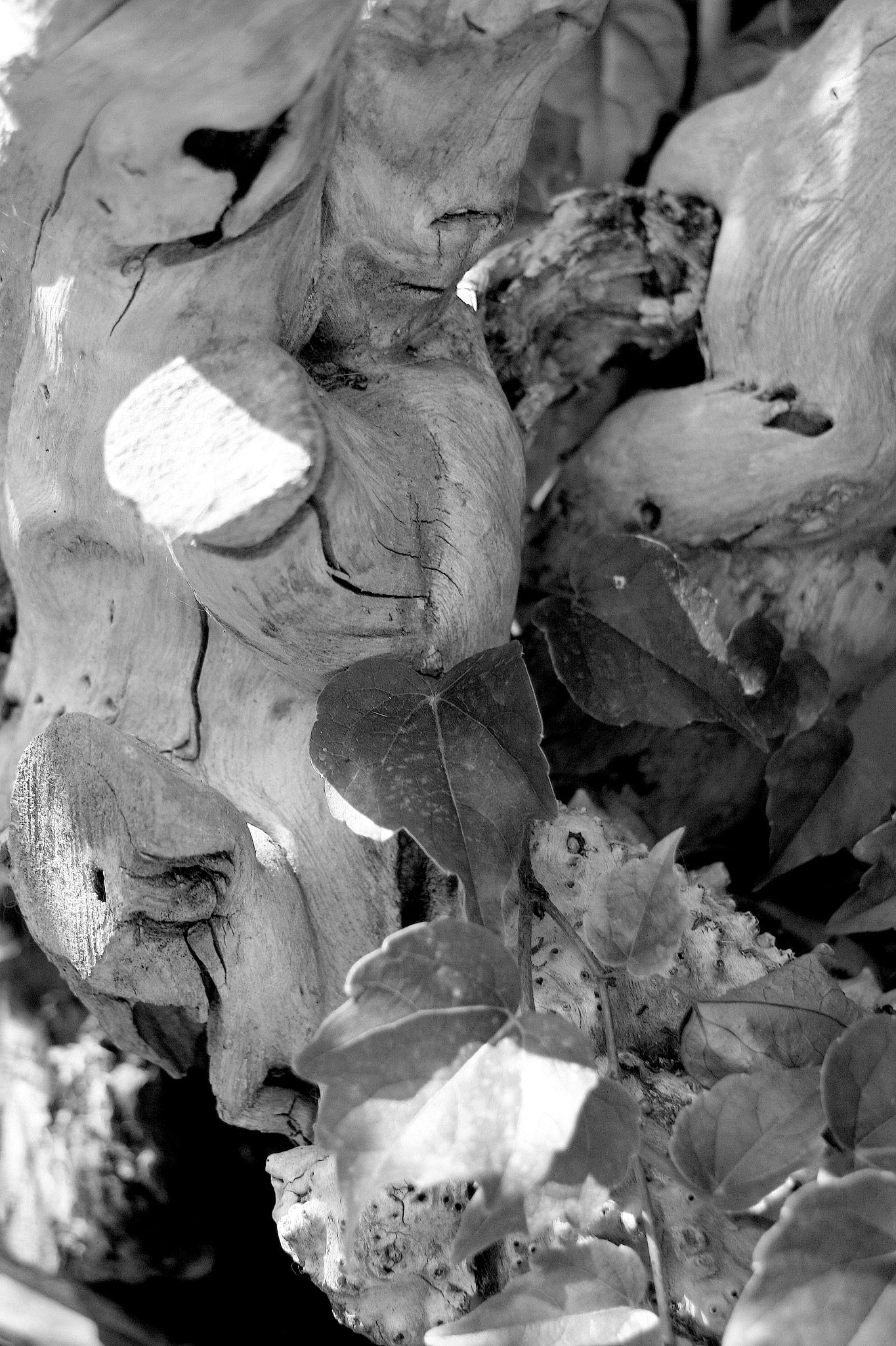 Canon EF 35-105mm f/3.5-4.5 sample photo. Roots photography