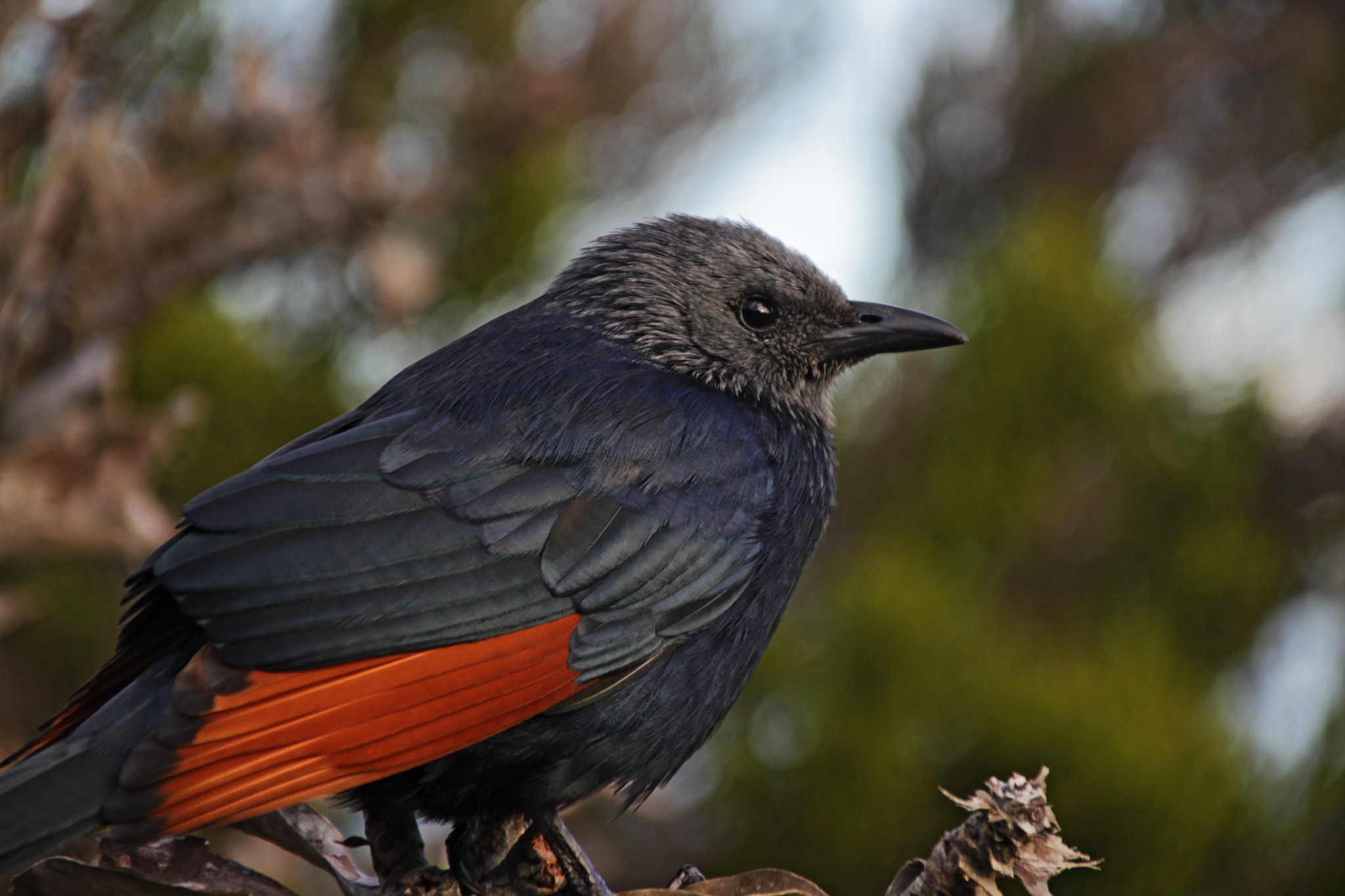 Canon EOS 600D (Rebel EOS T3i / EOS Kiss X5) + Canon TS-E 90mm F2.8 Tilt-Shift sample photo. Red winged starling photography