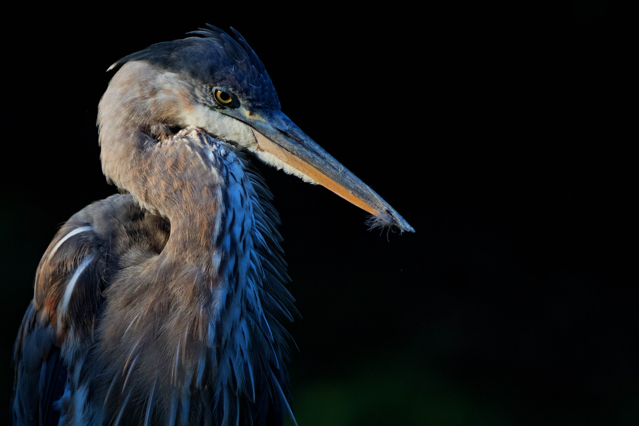 Canon EF 500mm F4L IS USM sample photo. Great blue heron photography