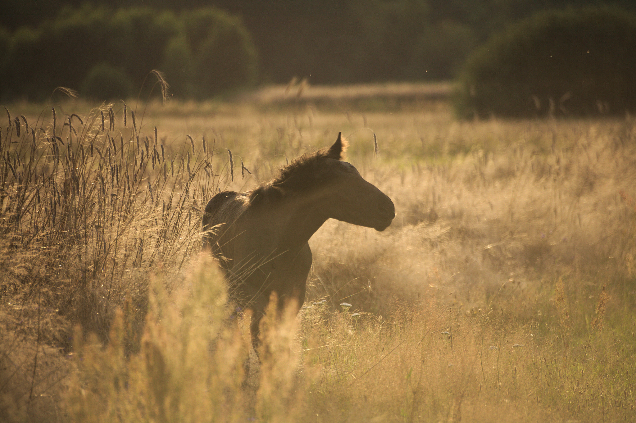 Canon EOS 5D sample photo. Little one photography