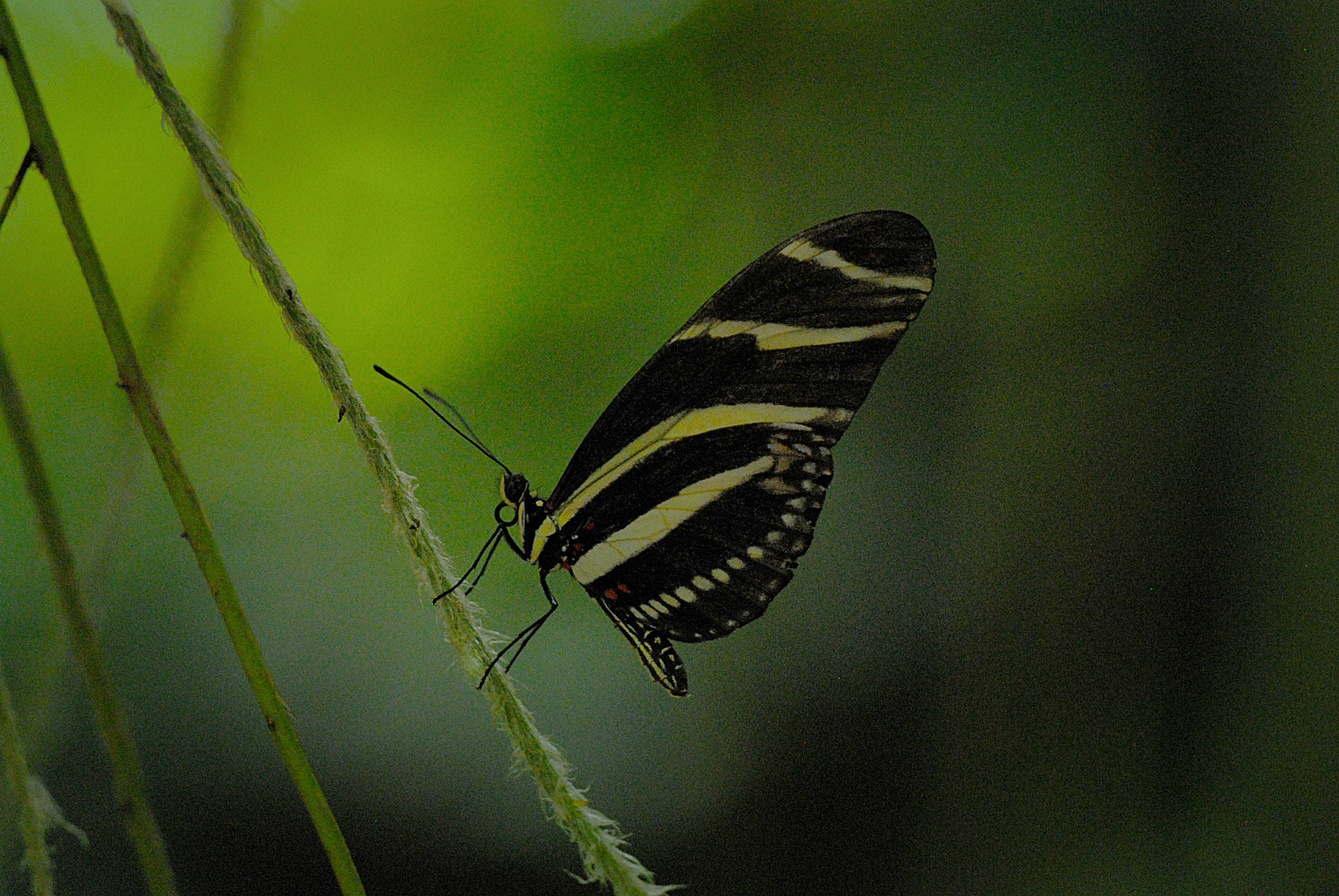 Nikon D200 sample photo