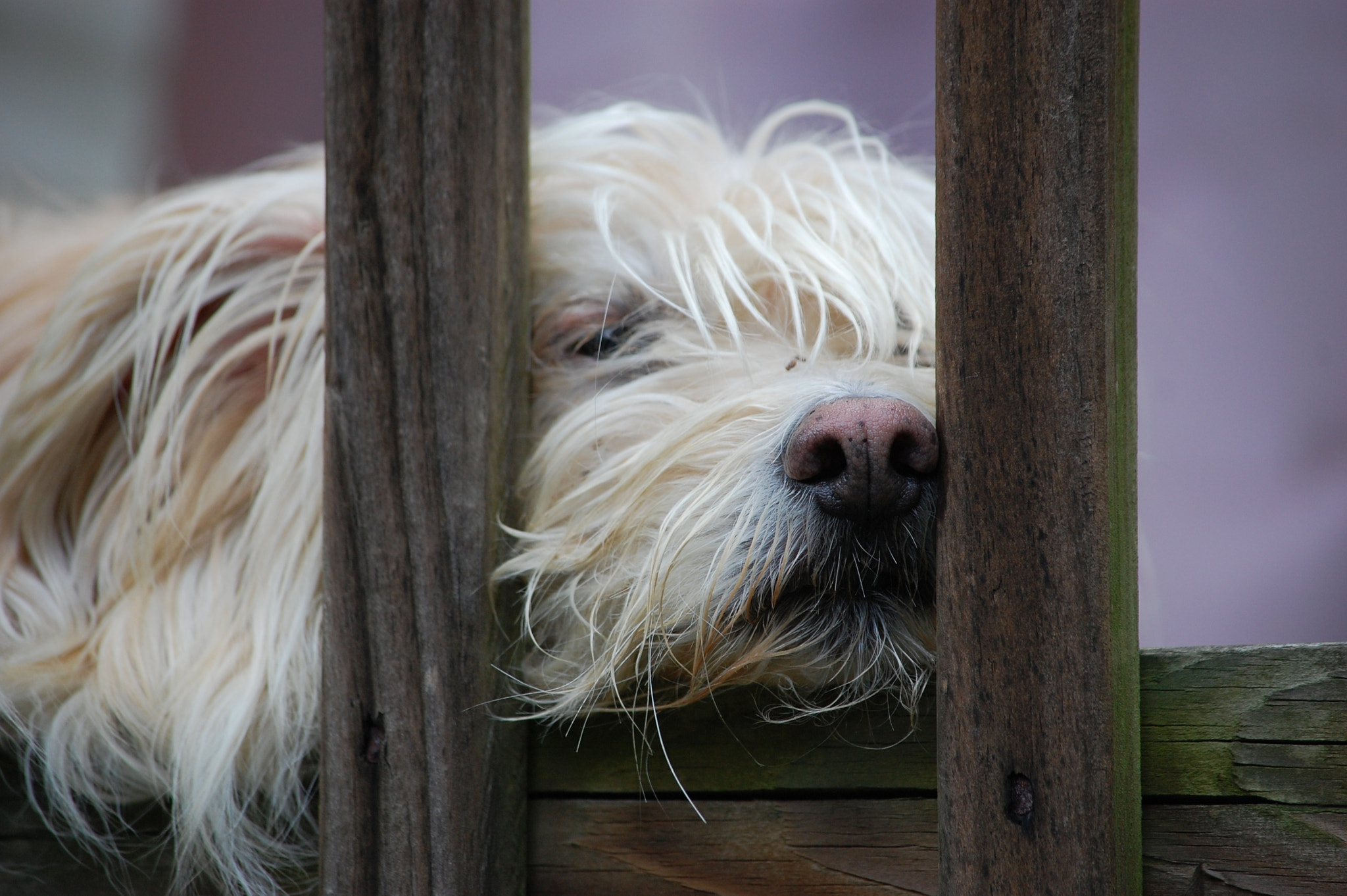 Nikon D40 sample photo. Lazy day photography