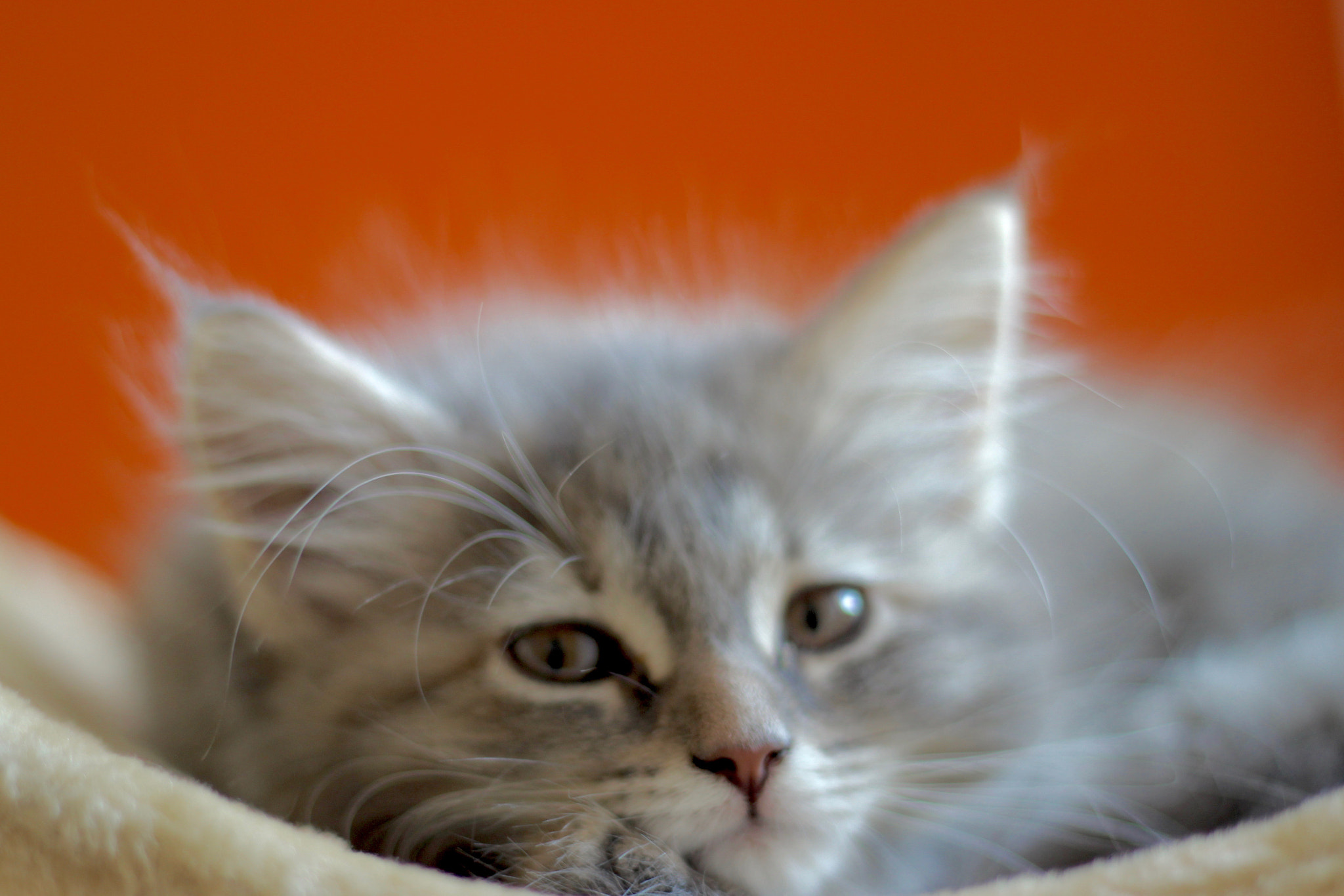 Canon EOS 600D (Rebel EOS T3i / EOS Kiss X5) + Canon EF 50mm F1.8 II sample photo. My little cat photography