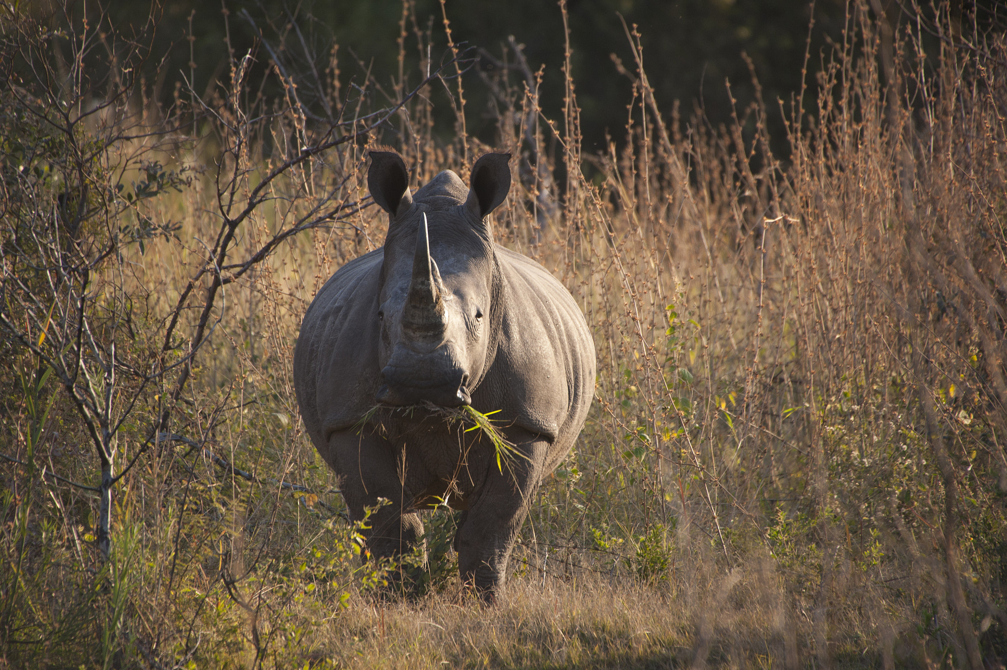 Sigma 50-500mm F4.5-6.3 DG OS HSM sample photo. Rhinoceros photography