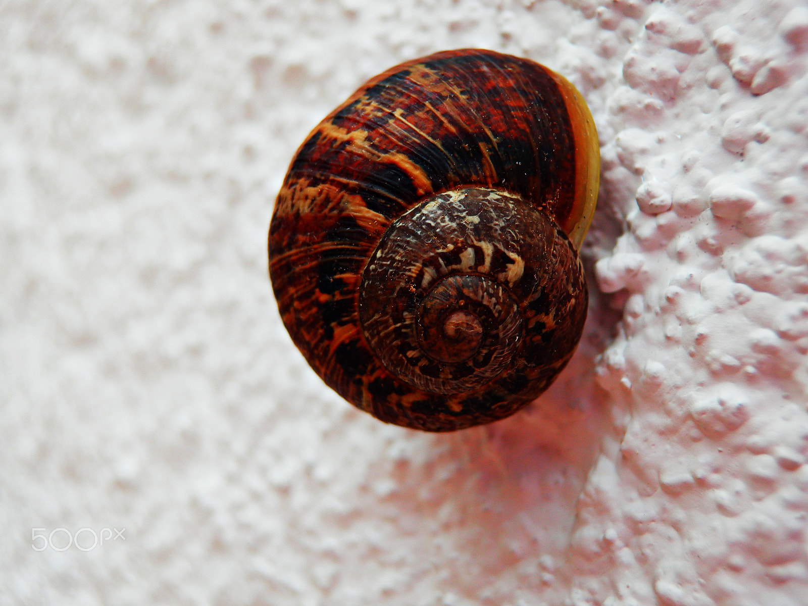 Olympus SH-25MR sample photo. Caracol en la pared. snail on the wall. photography