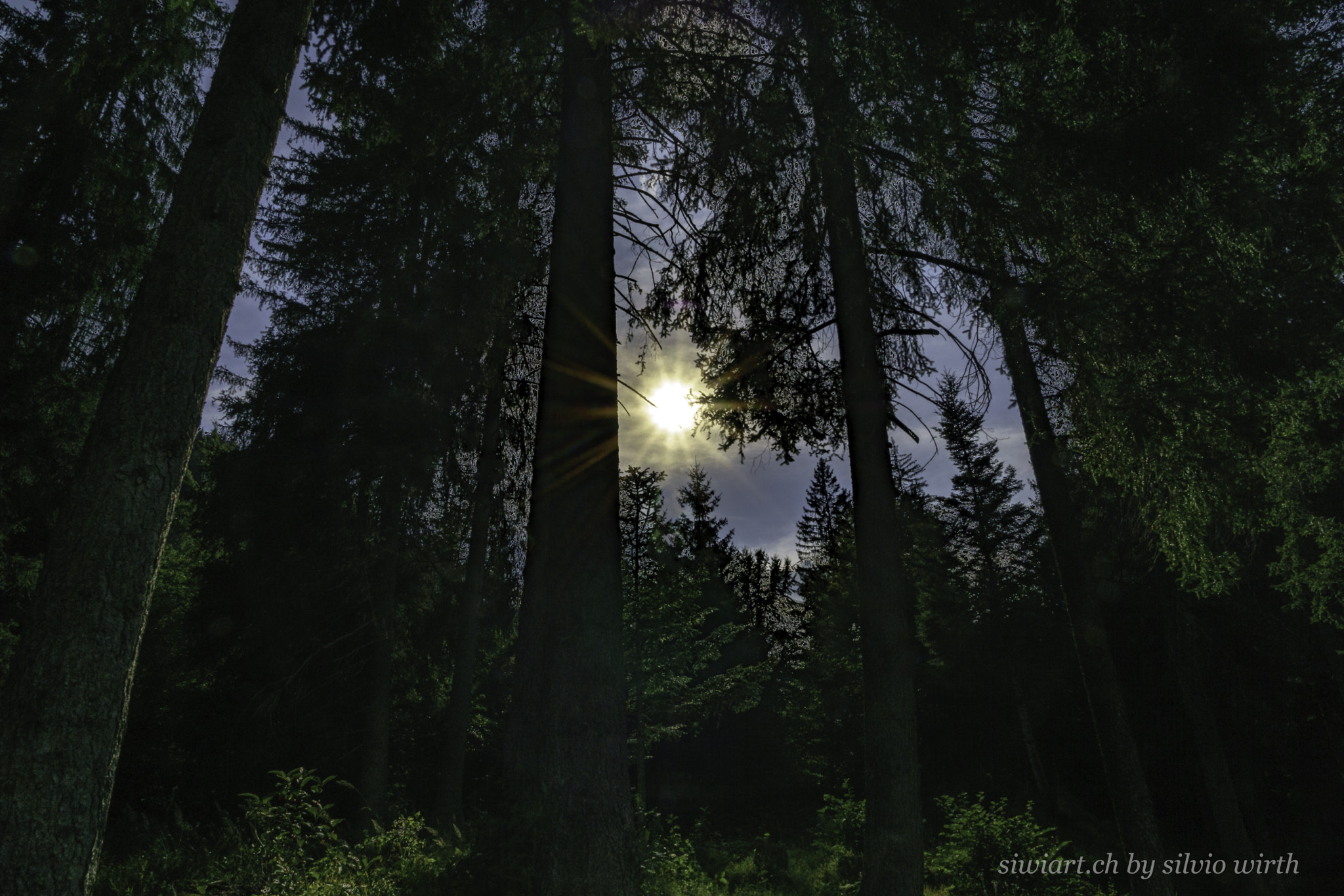 Sony DT 16-105mm F3.5-5.6 sample photo. Sun in forest photography