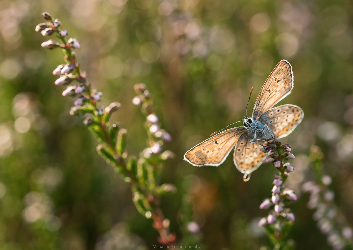 Sigma 150mm F2.8 EX DG OS Macro HSM sample photo. Sun worshipper photography