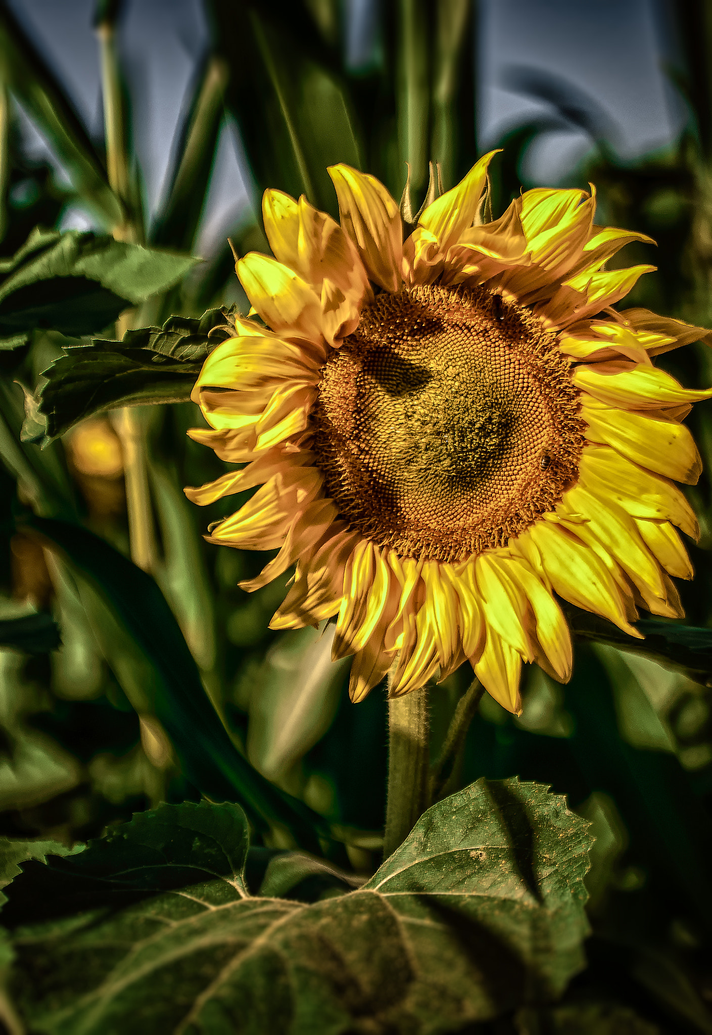 Tamron SP 70-200mm F2.8 Di VC USD sample photo. Sunflower photography