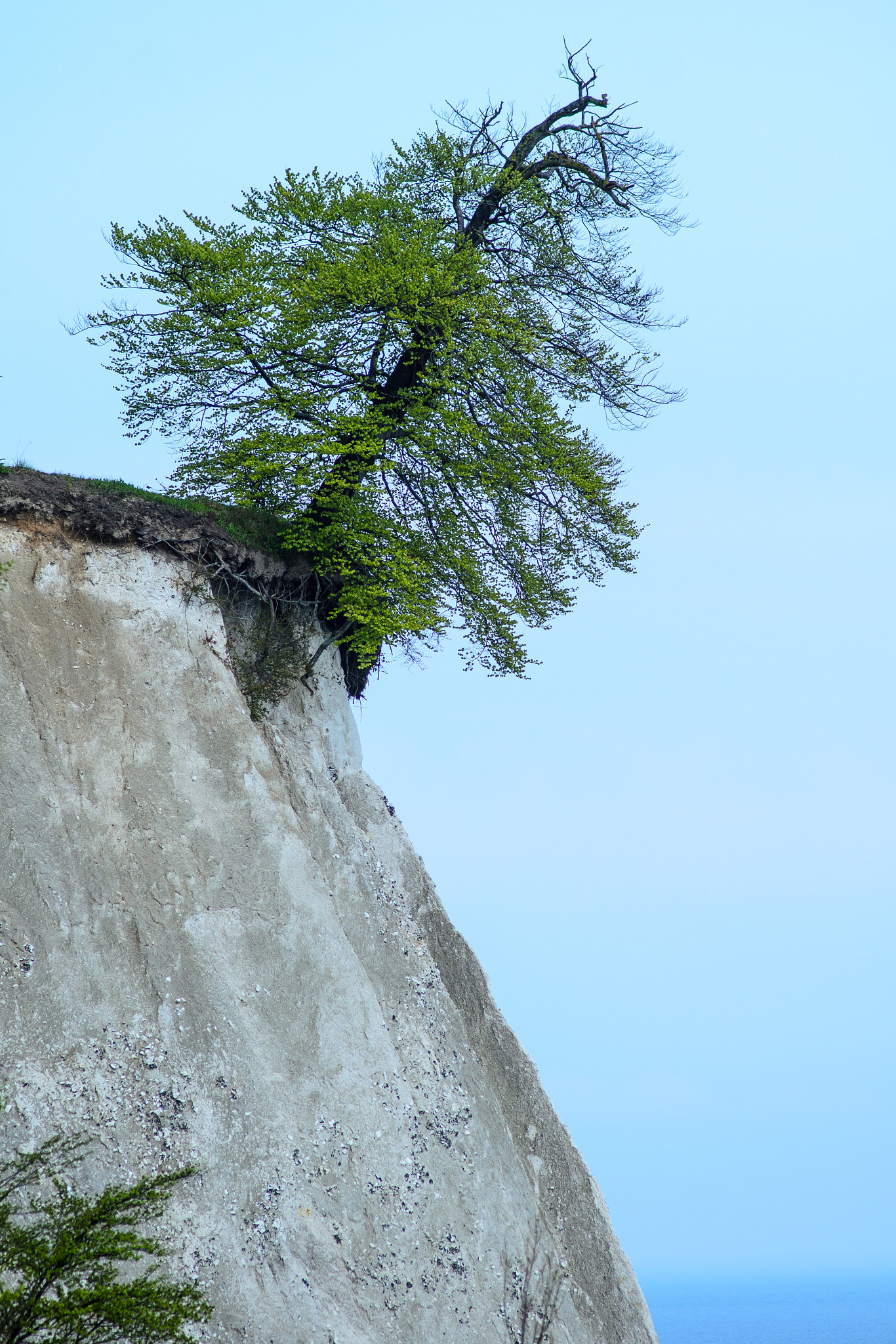 Nikon D7000 + Nikon AF Nikkor 180mm F2.8D ED-IF sample photo. Tree  in danger photography