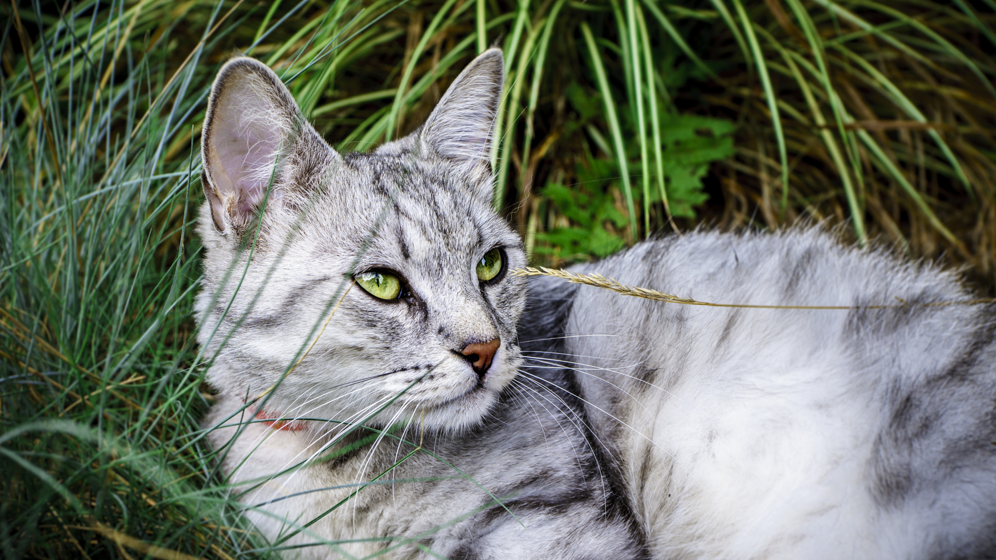 Sony a7 II + Tamron 18-270mm F3.5-6.3 Di II PZD sample photo. Cat in the grass photography