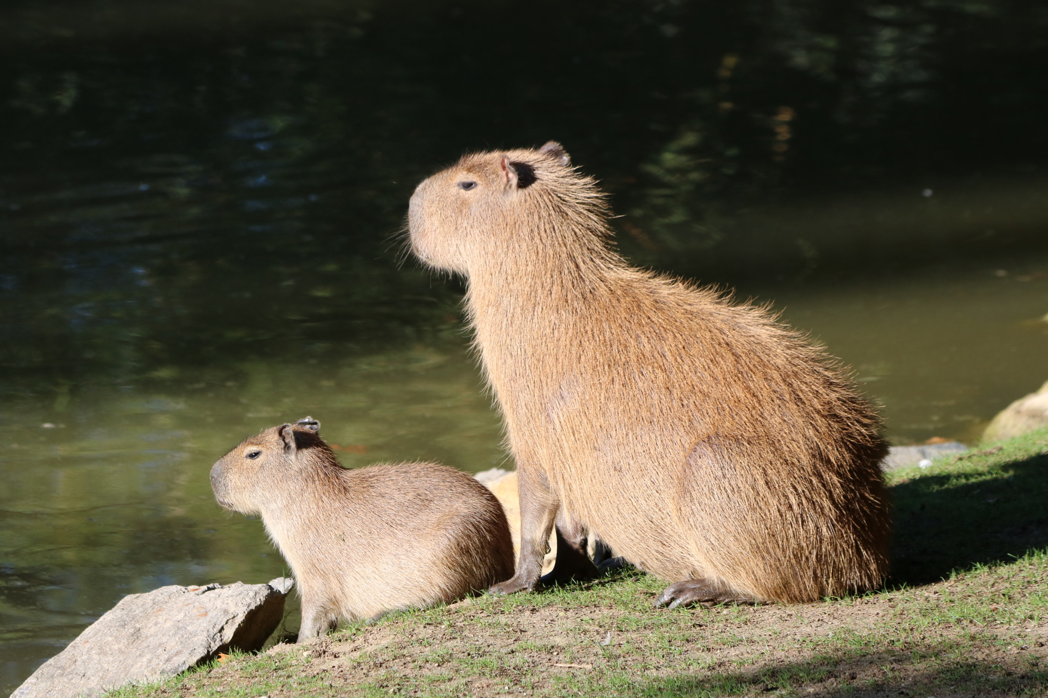 Canon EF 70-300mm F4-5.6 IS USM sample photo. Animals photography