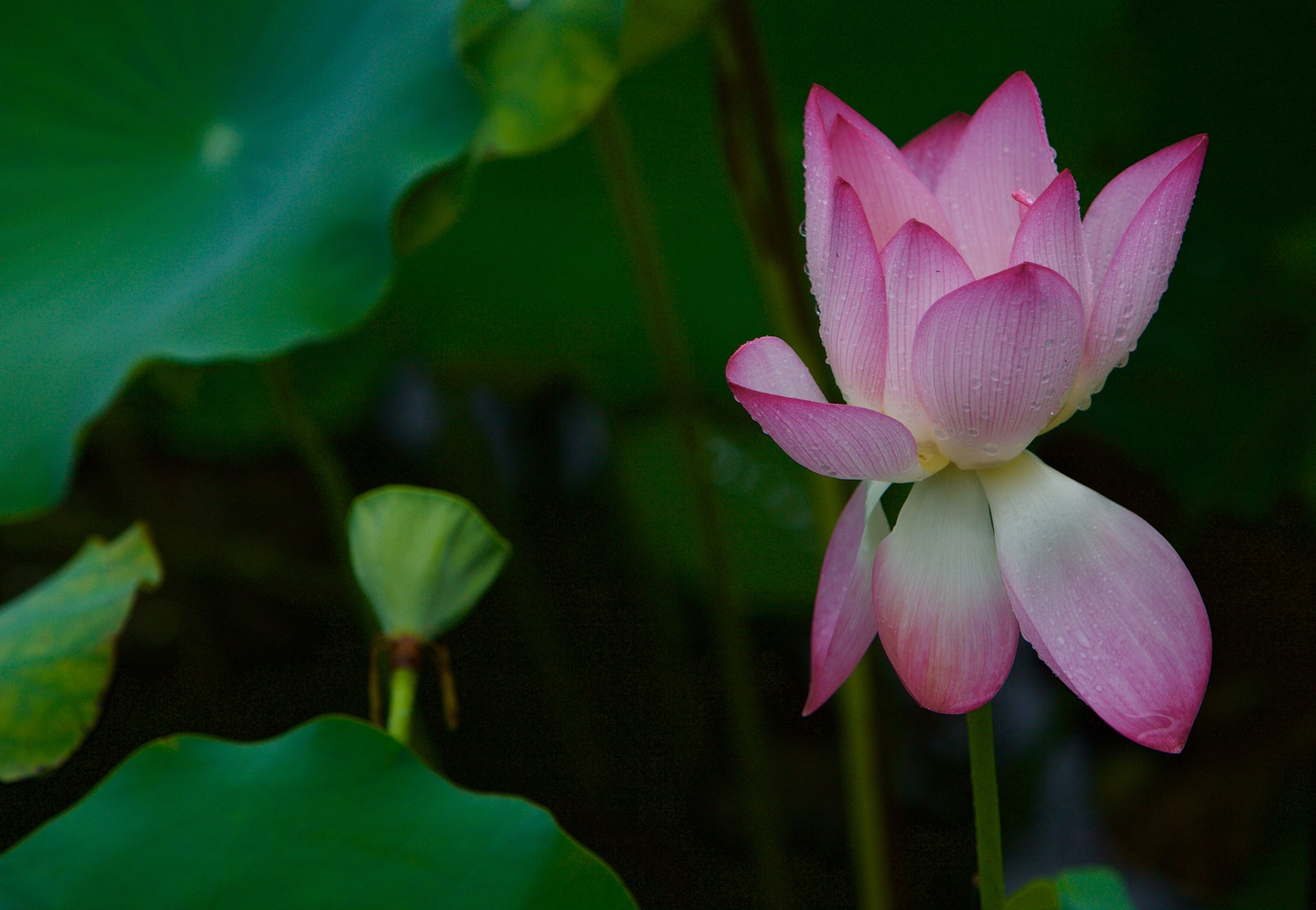 Canon EOS 5D + Canon EF 70-200mm F2.8L IS USM sample photo. Lotus photography