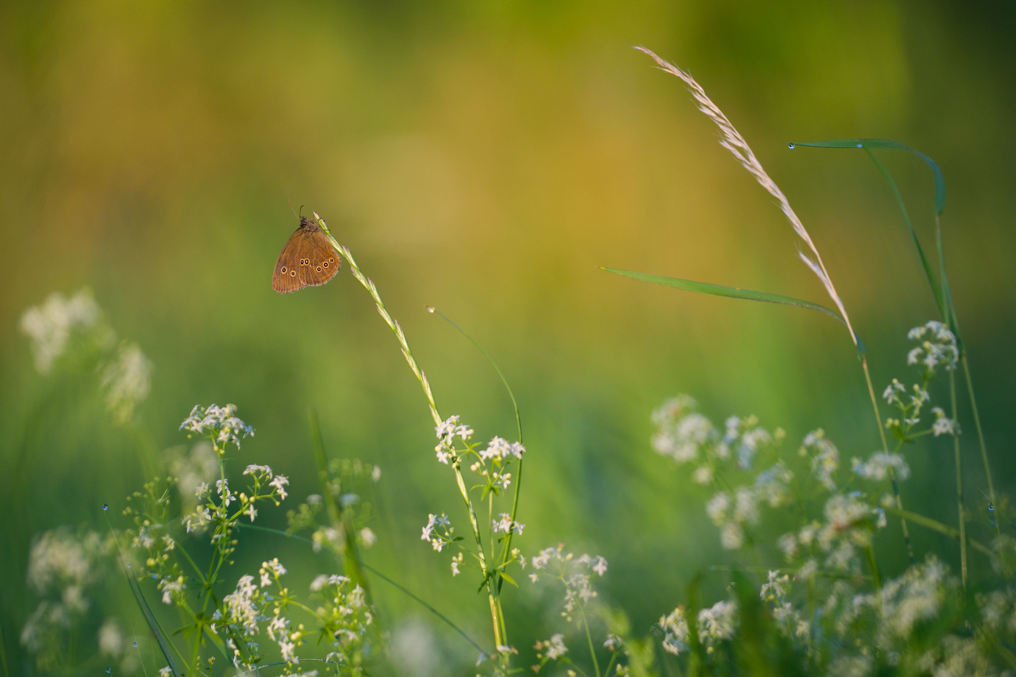 Nikon D3100 + Sigma 150mm F2.8 EX DG Macro HSM sample photo. Dewy morning photography