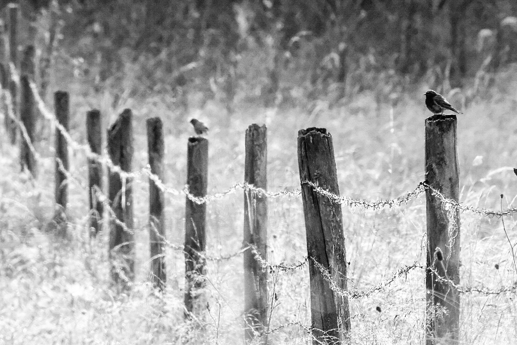 XF100-400mmF4.5-5.6 R LM OIS WR + 1.4x sample photo. Birds on fence photography