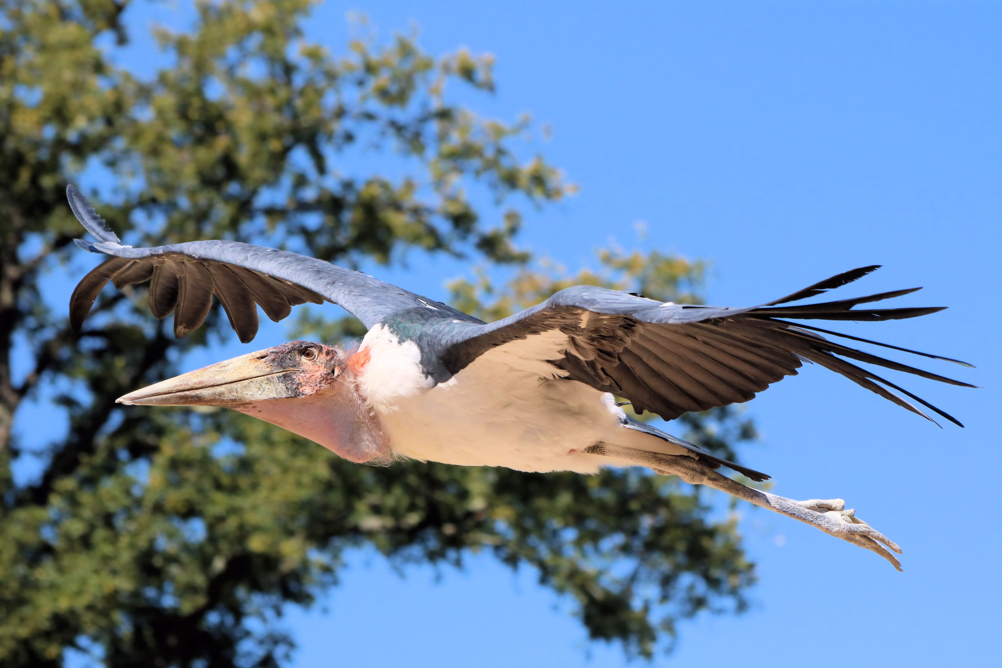 Canon EF 70-300mm F4-5.6 IS USM sample photo. Pelican flying photography