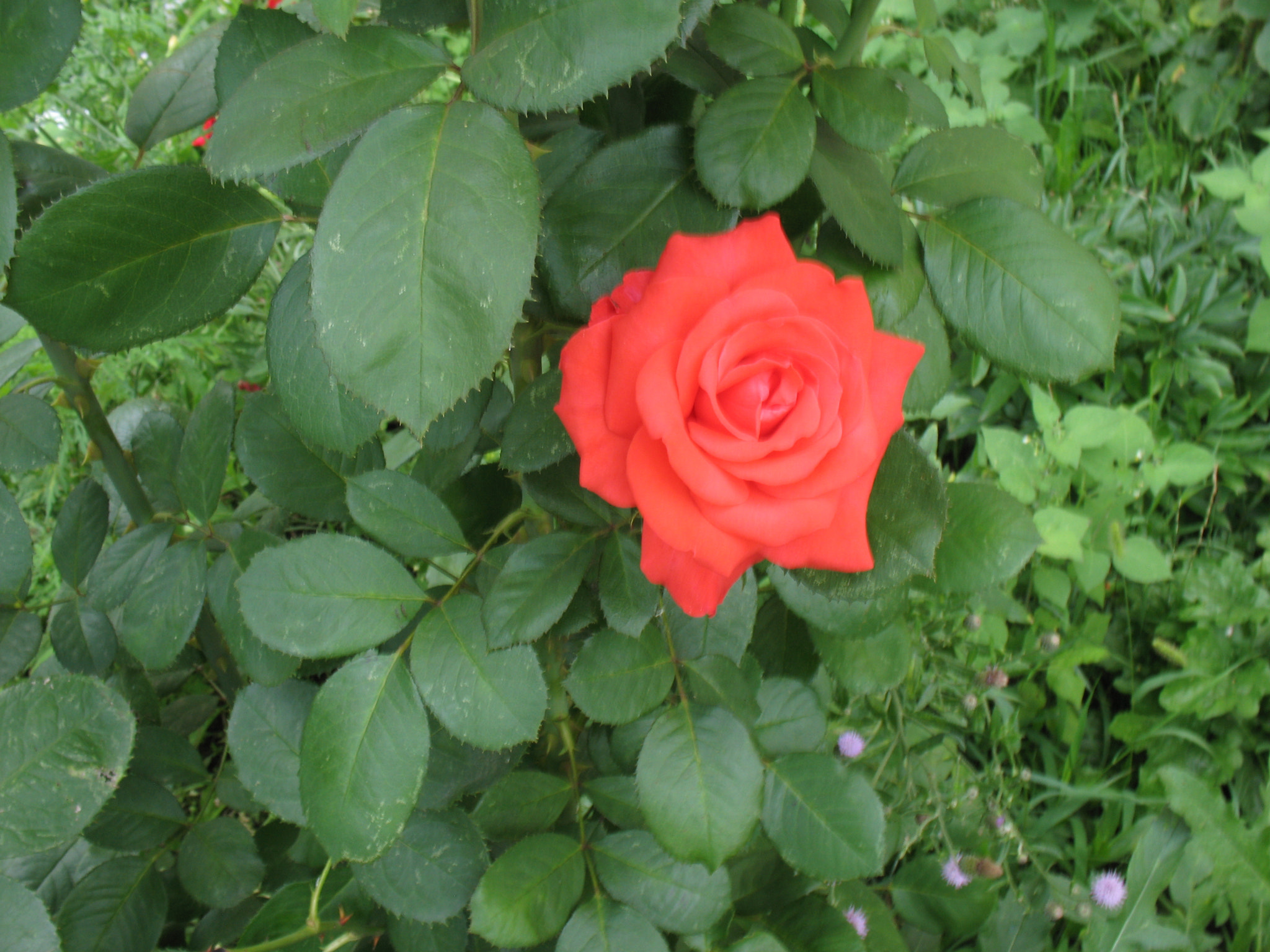 Canon POWERSHOT A630 sample photo. Red rose stood in 40 degree heat.. photography