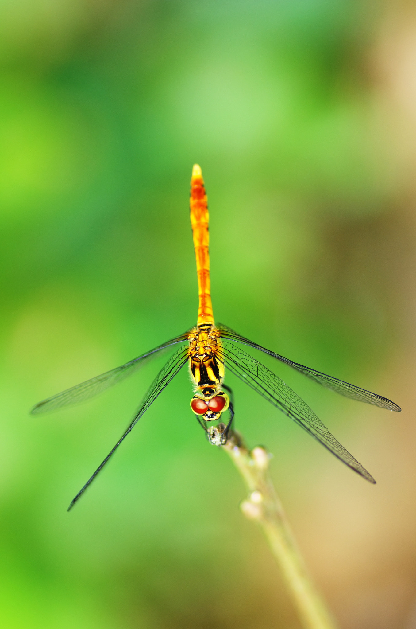 Pentax K-5 + Tamron SP AF 90mm F2.8 Di Macro sample photo. A dragonfly photography