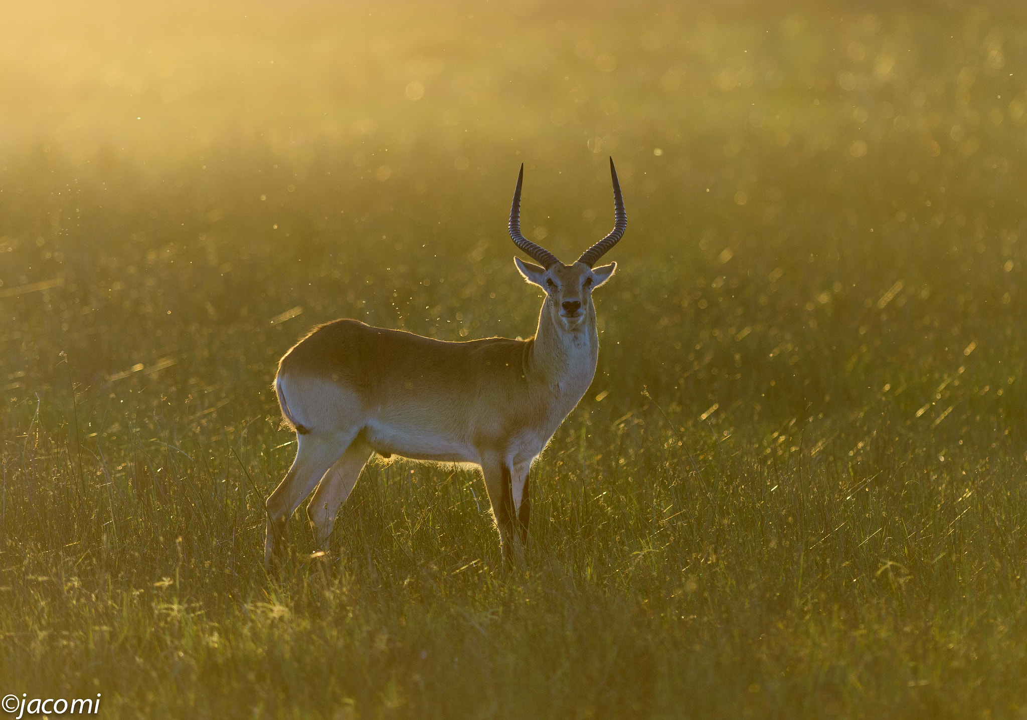 Nikon AF-S Nikkor 300mm F2.8G ED-IF VR sample photo