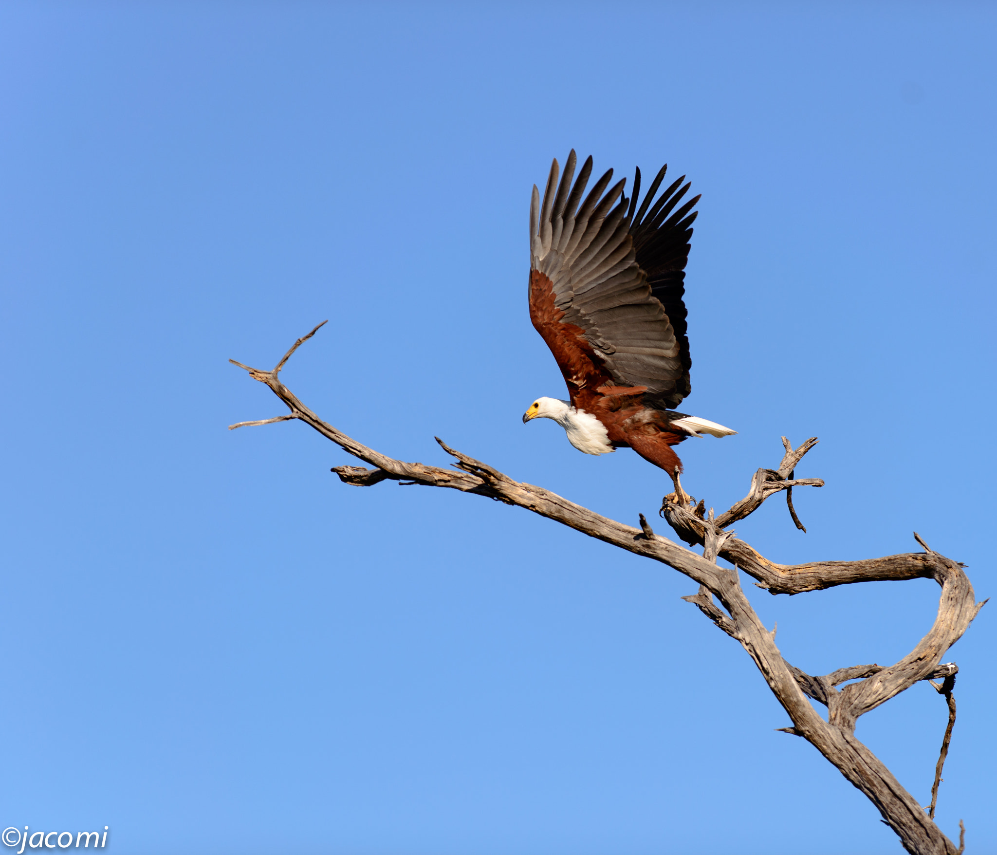Nikon AF-S Nikkor 300mm F2.8G ED-IF VR sample photo