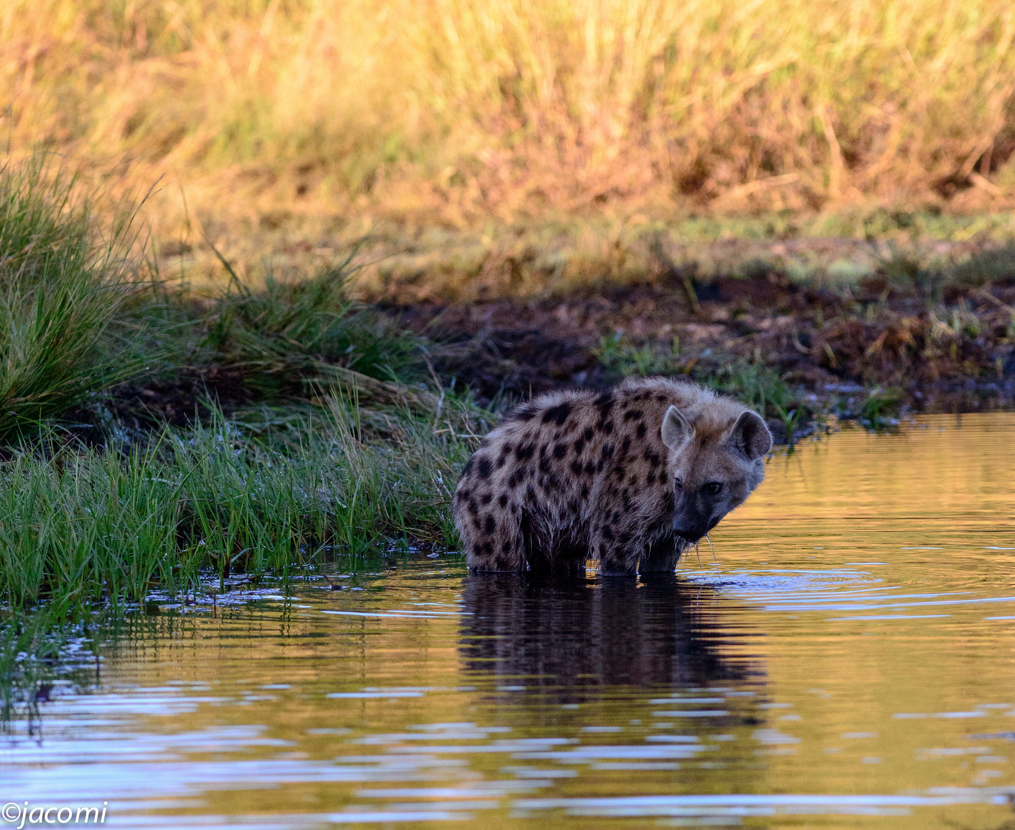 Nikon AF-S Nikkor 300mm F2.8G ED-IF VR sample photo