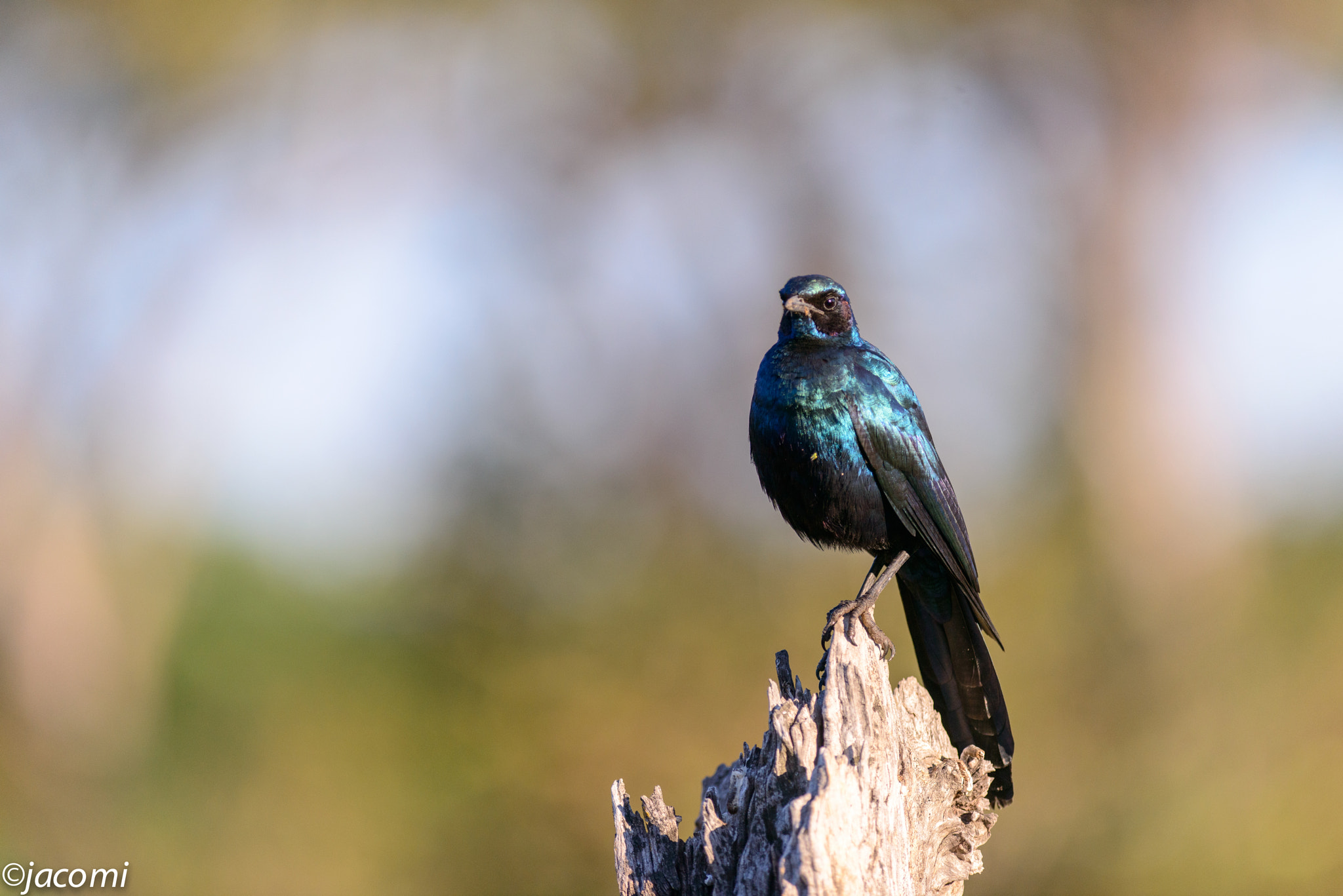 Nikon AF-S Nikkor 300mm F2.8G ED-IF VR sample photo