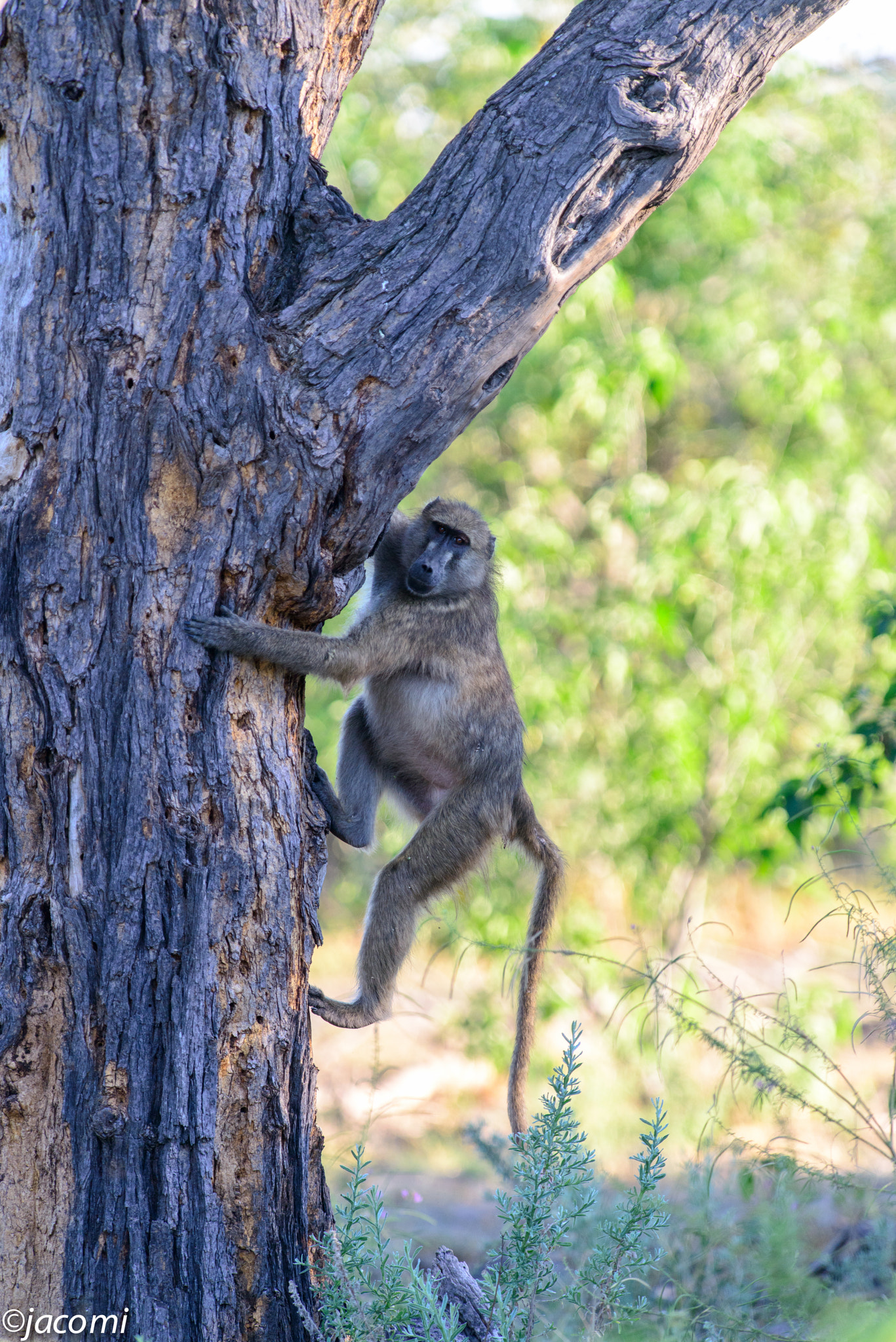 Nikon AF-S Nikkor 300mm F2.8G ED-IF VR sample photo