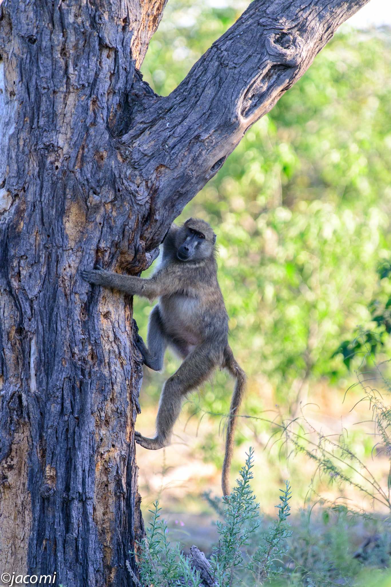 Nikon D800 + Nikon AF-S Nikkor 300mm F2.8G ED-IF VR sample photo