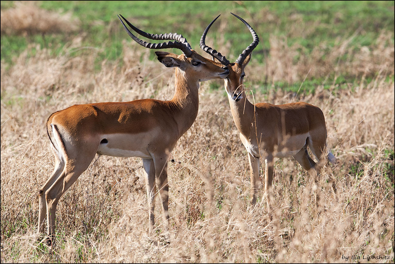 Canon EF 300mm F2.8L IS USM sample photo. Impalas photography