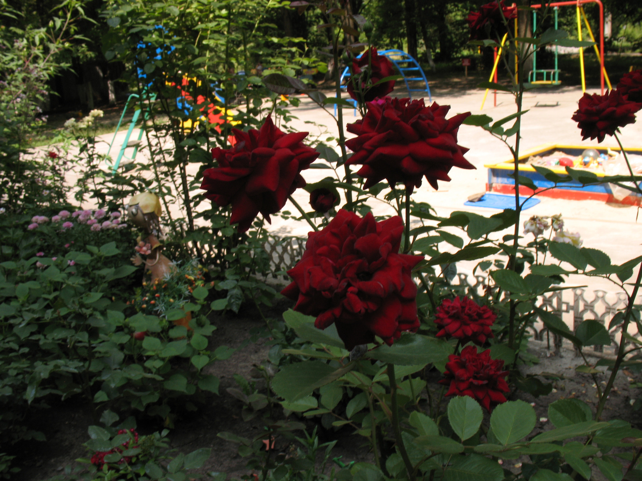 Canon POWERSHOT A630 sample photo. Three red roses stood in 40 degree heat... photography