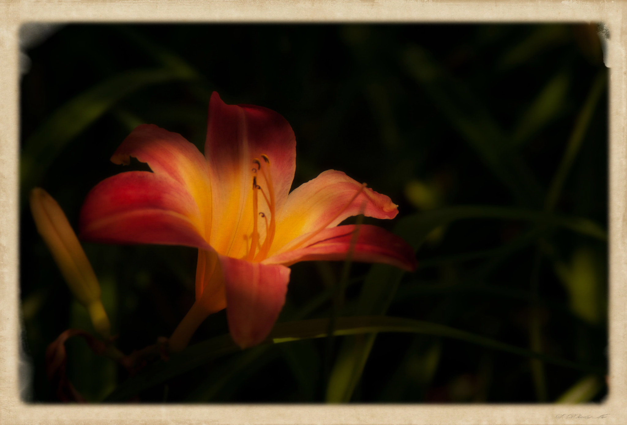 KONICA MINOLTA MAXXUM 7D sample photo. Lily of the light photography