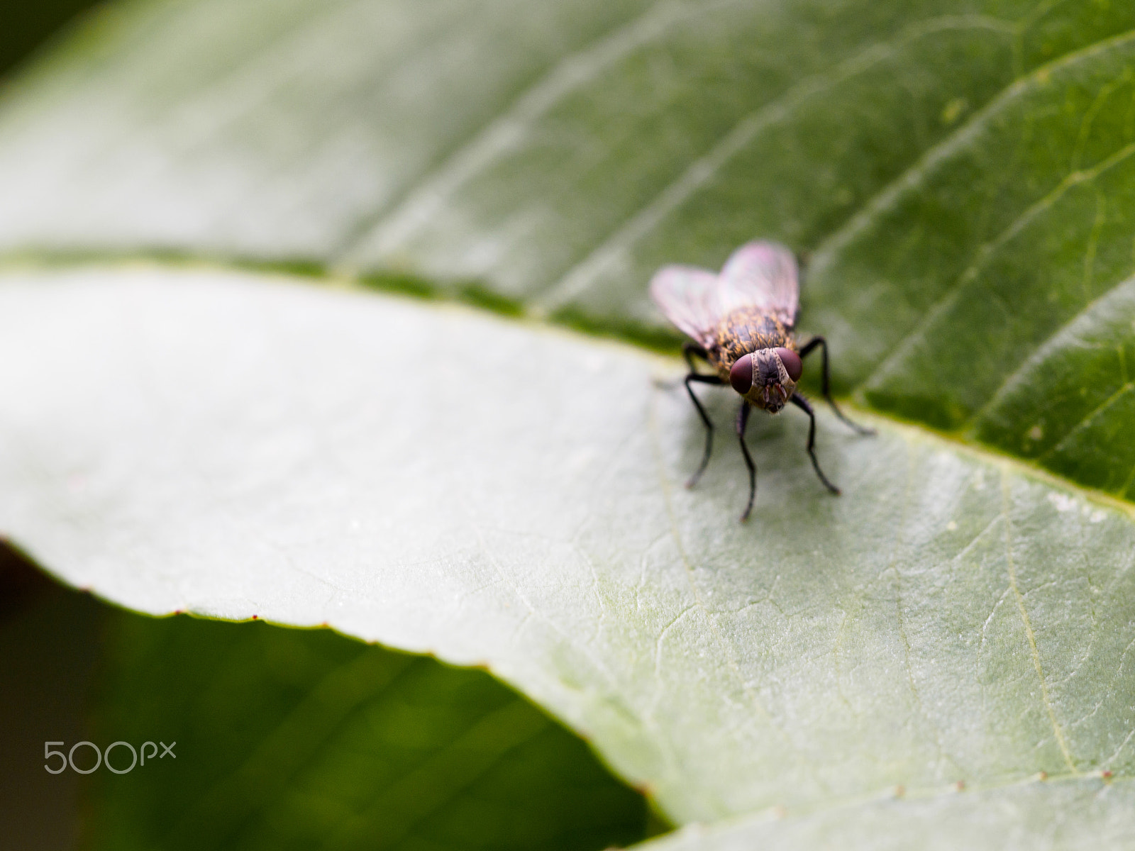 Olympus PEN E-PL7 sample photo. Fly photography