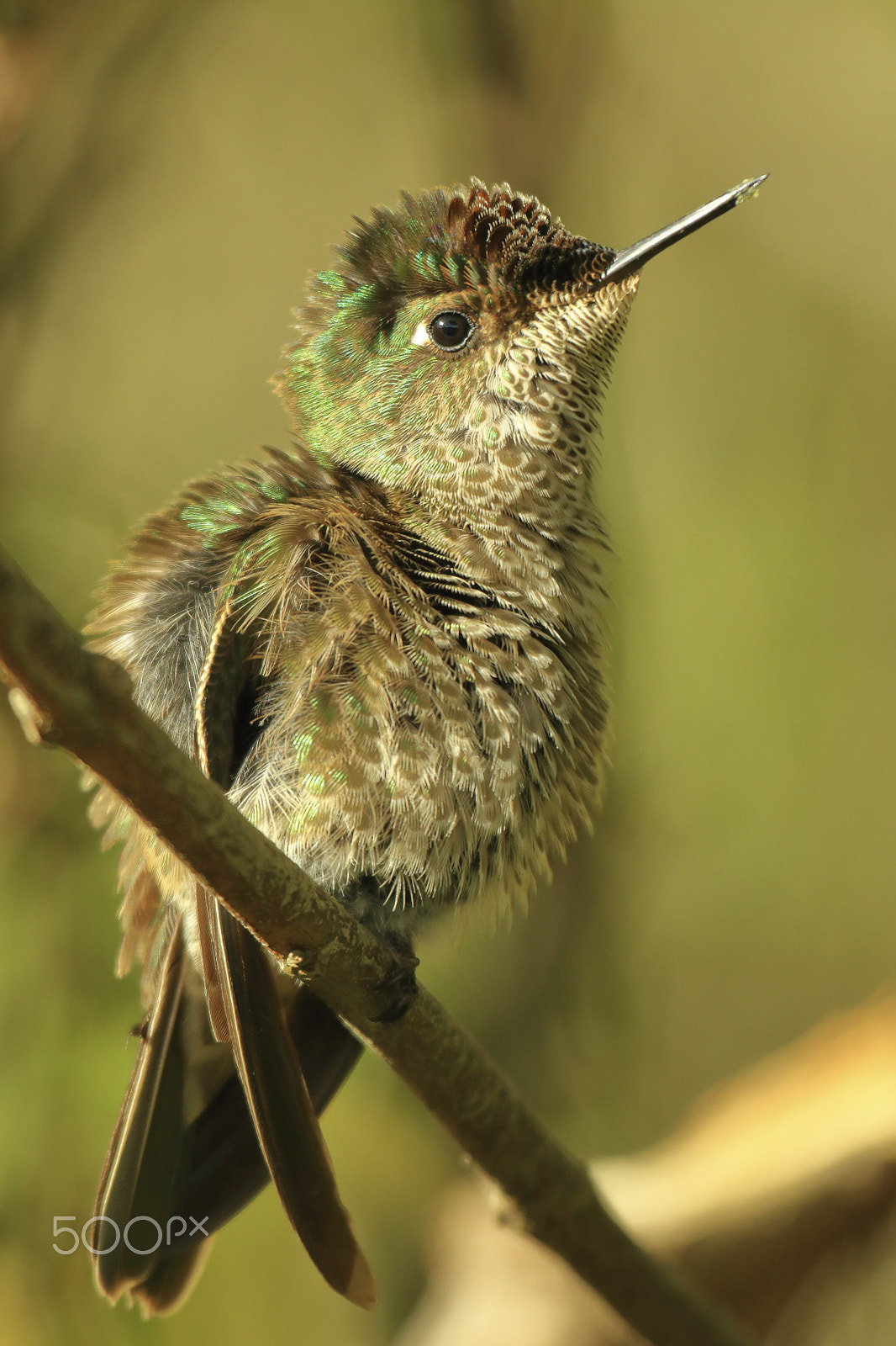 Canon EF 100-400mm F4.5-5.6L IS USM sample photo. Hummingbird small photography