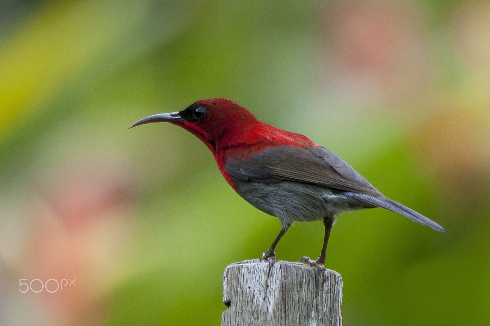 Sigma 150-500mm F5-6.3 DG OS HSM sample photo. Crimson sunbird photography