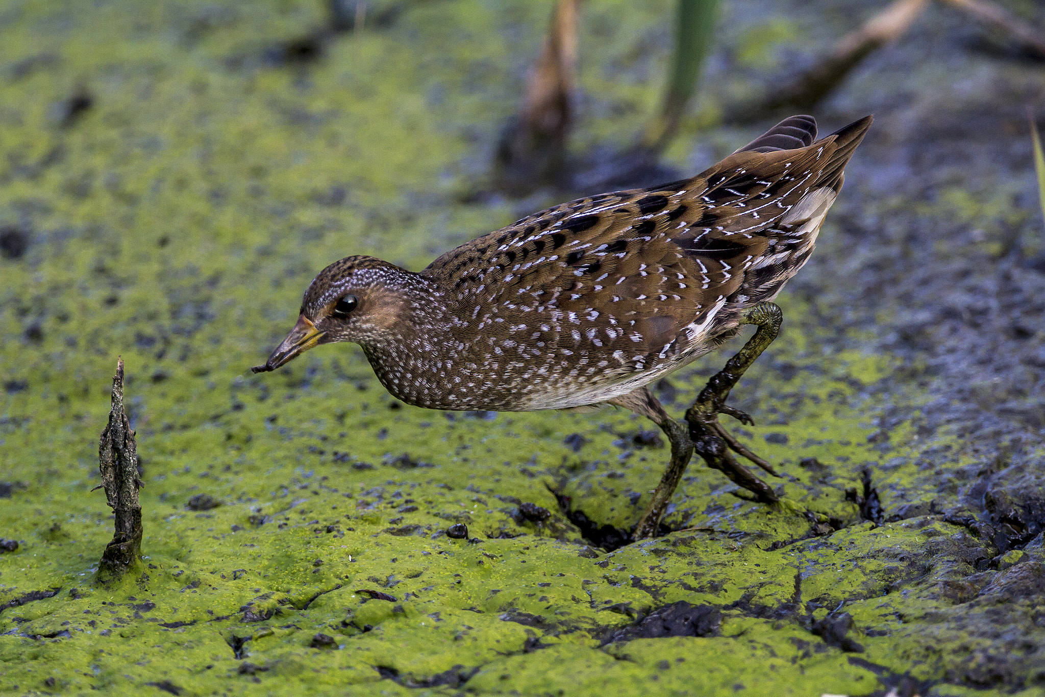 Canon EOS 7D + Canon EF 300mm F2.8L IS II USM sample photo. Voltolino photography