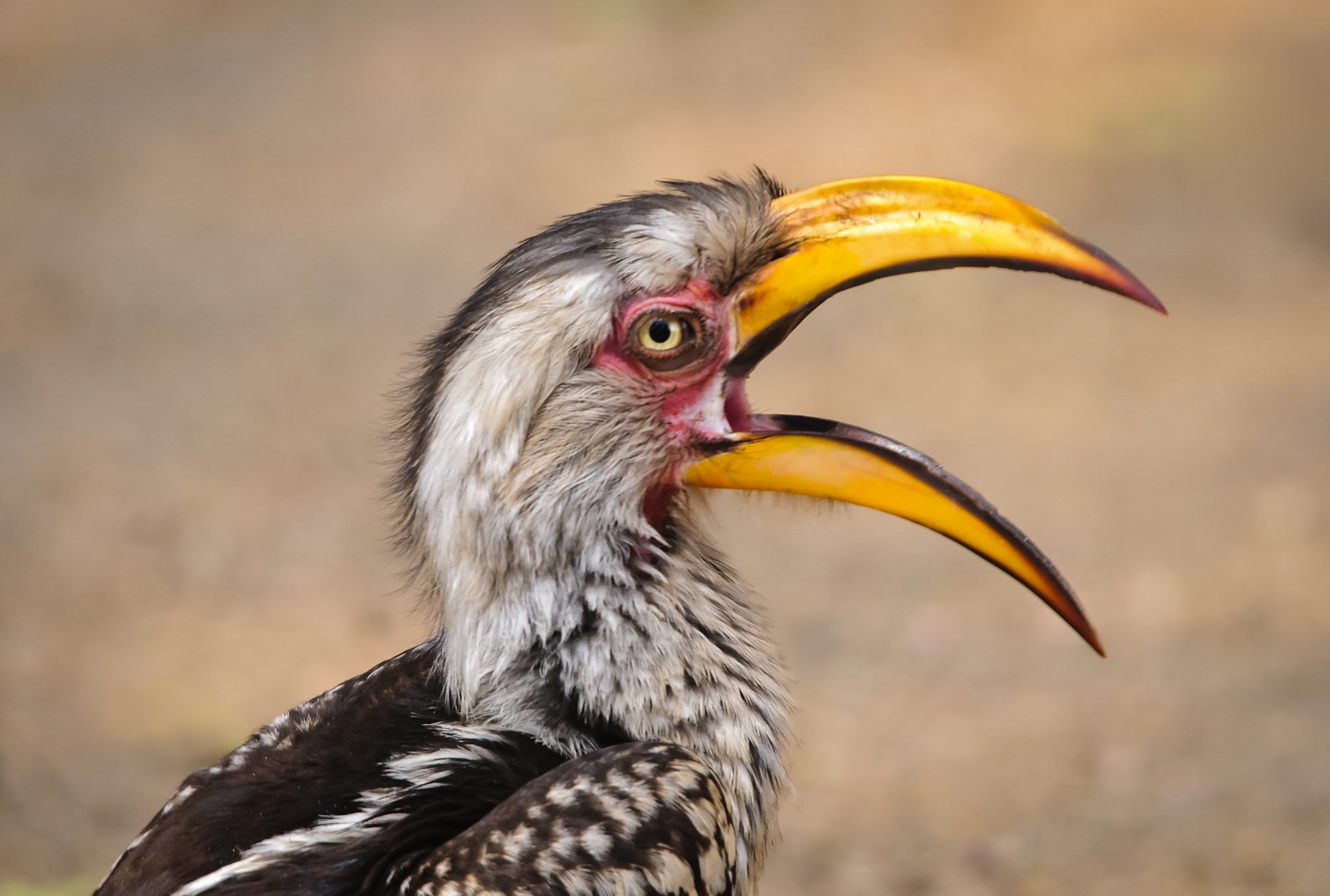 Sigma 150-500mm F5-6.3 DG OS HSM sample photo. Yellow-billed hornbill photography