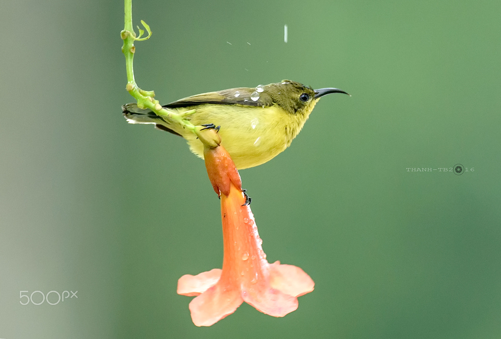 Nikon AF-S Nikkor 600mm F4D ED-IF II sample photo